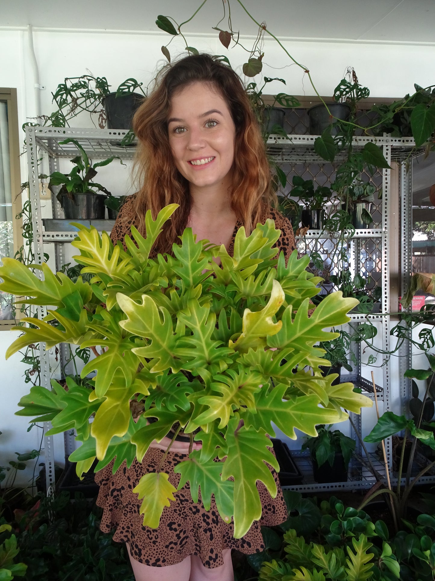 Philodendron Xanadu Gold
