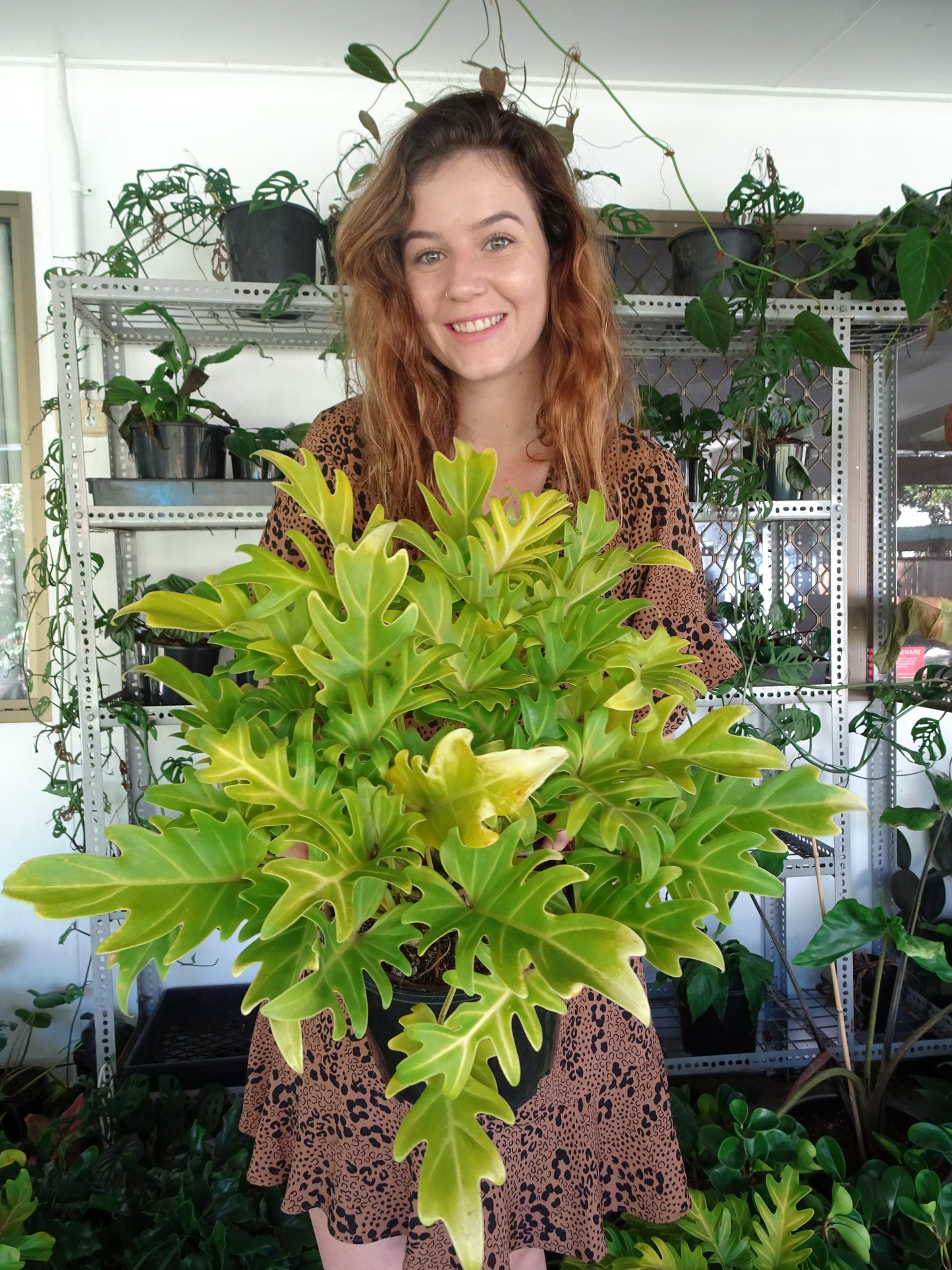 Philodendron Xanadu Gold