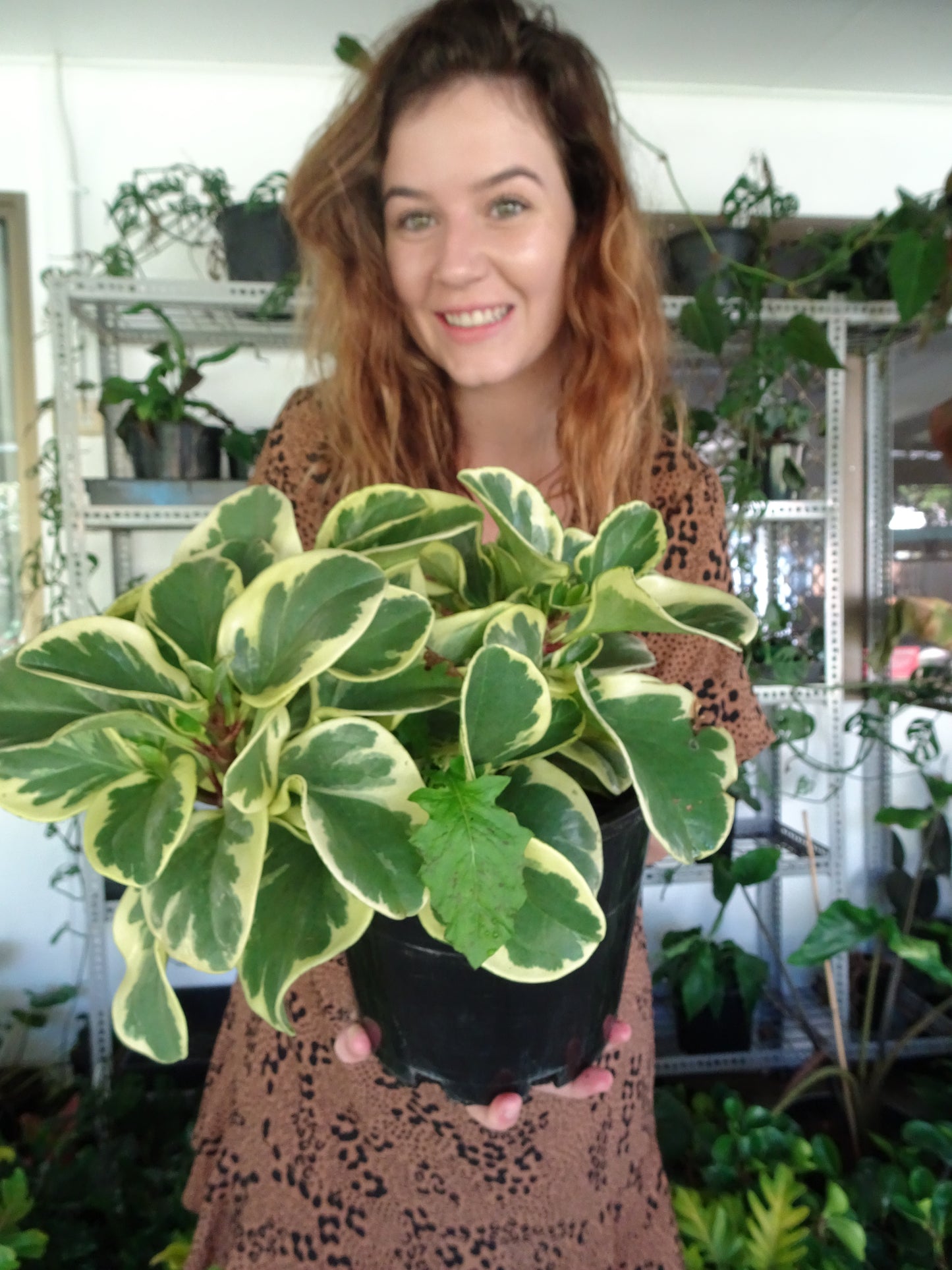 Peperomia Albo Marginata