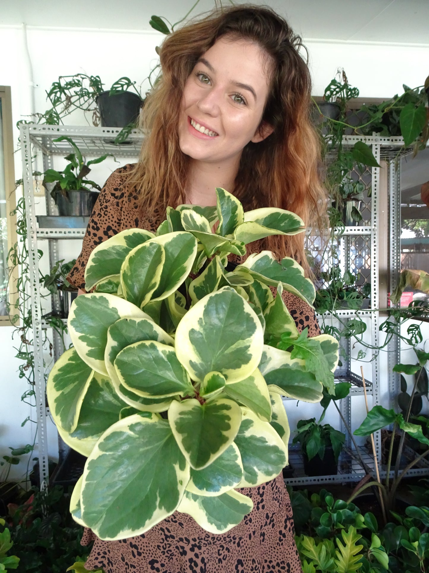 Peperomia Albo Marginata