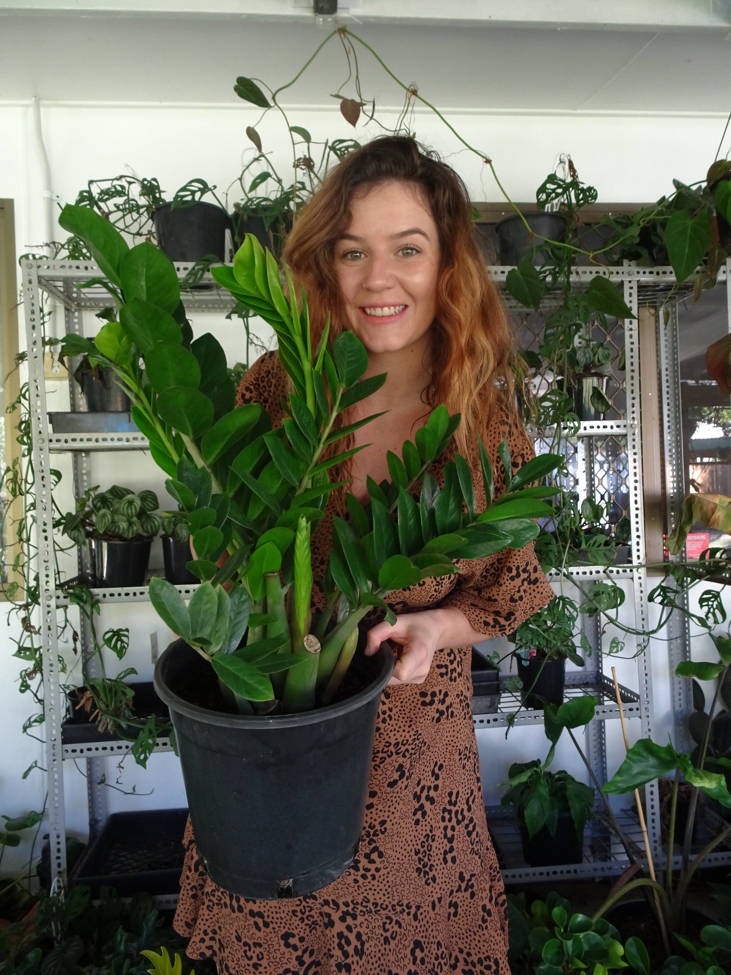 ZZ Plant 250mm