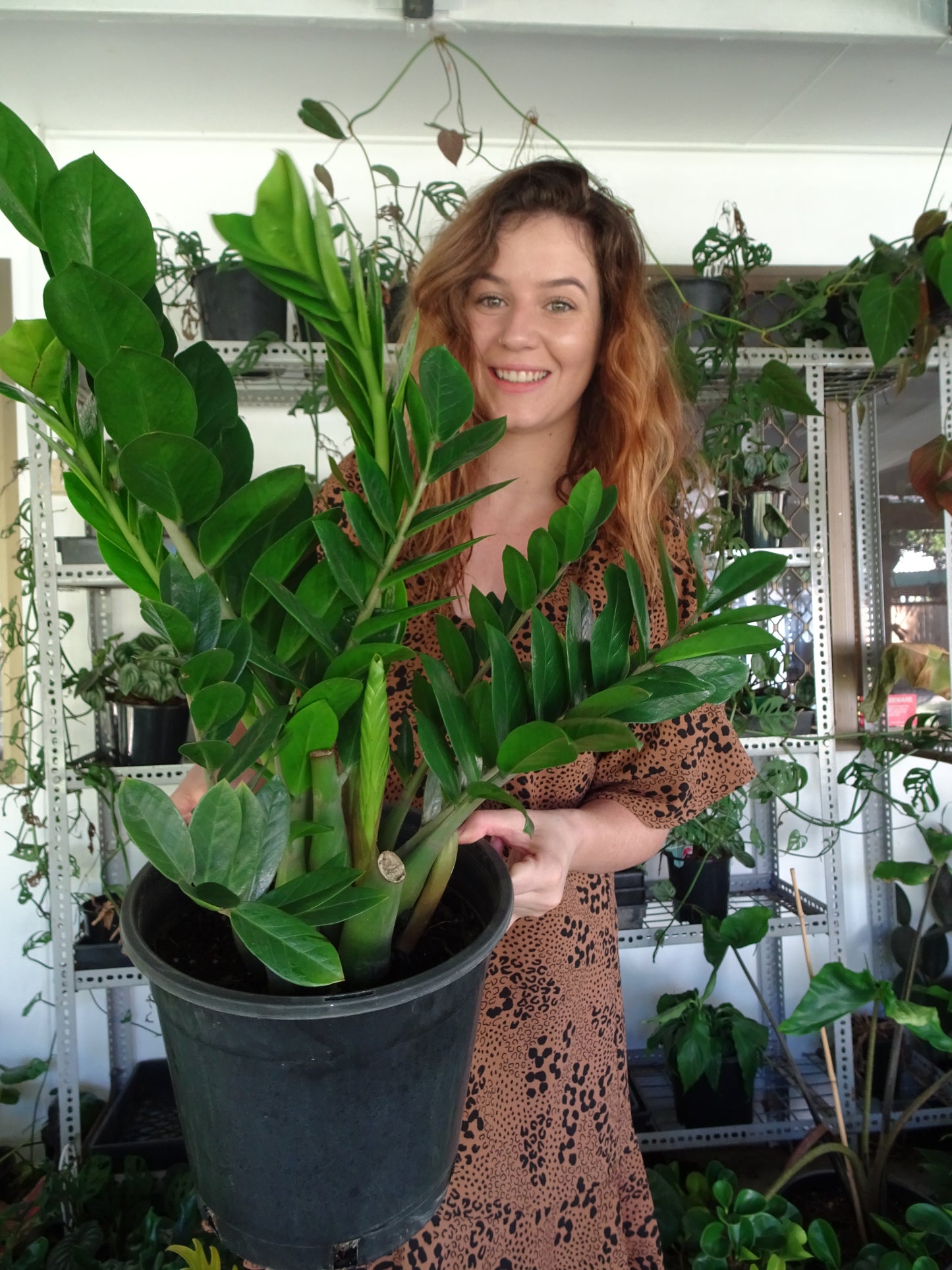 ZZ Plant 250mm