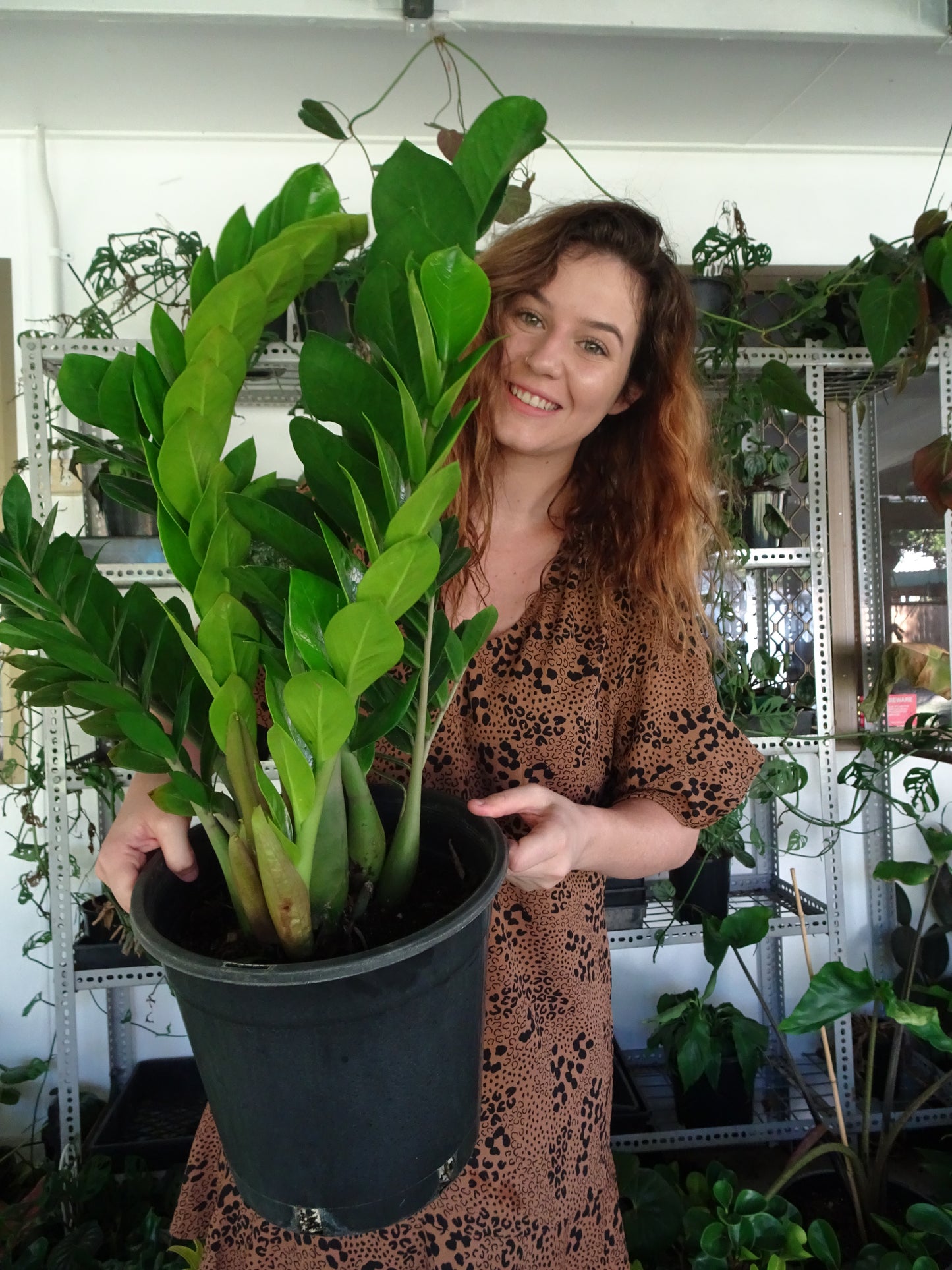 ZZ Plant 250mm