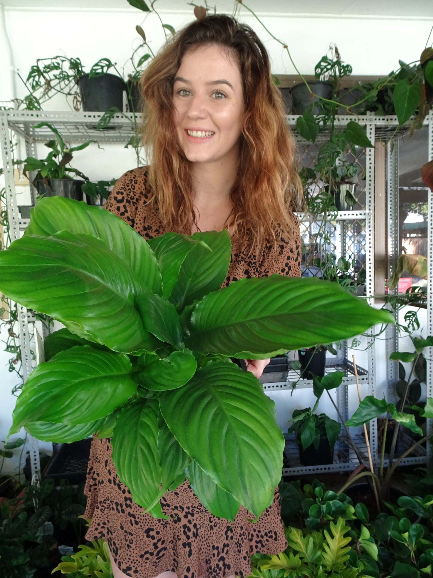 Spathphyllium Stephanie