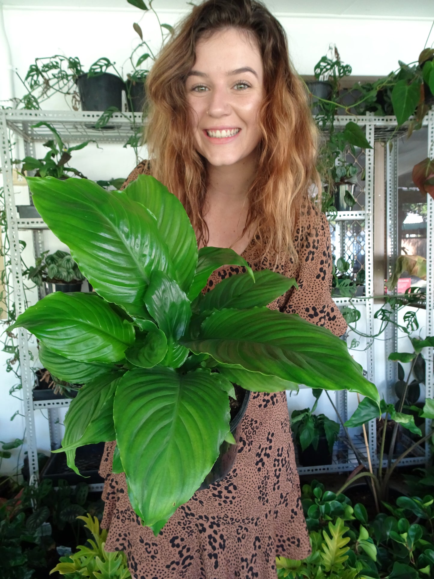 Spathphyllium Stephanie