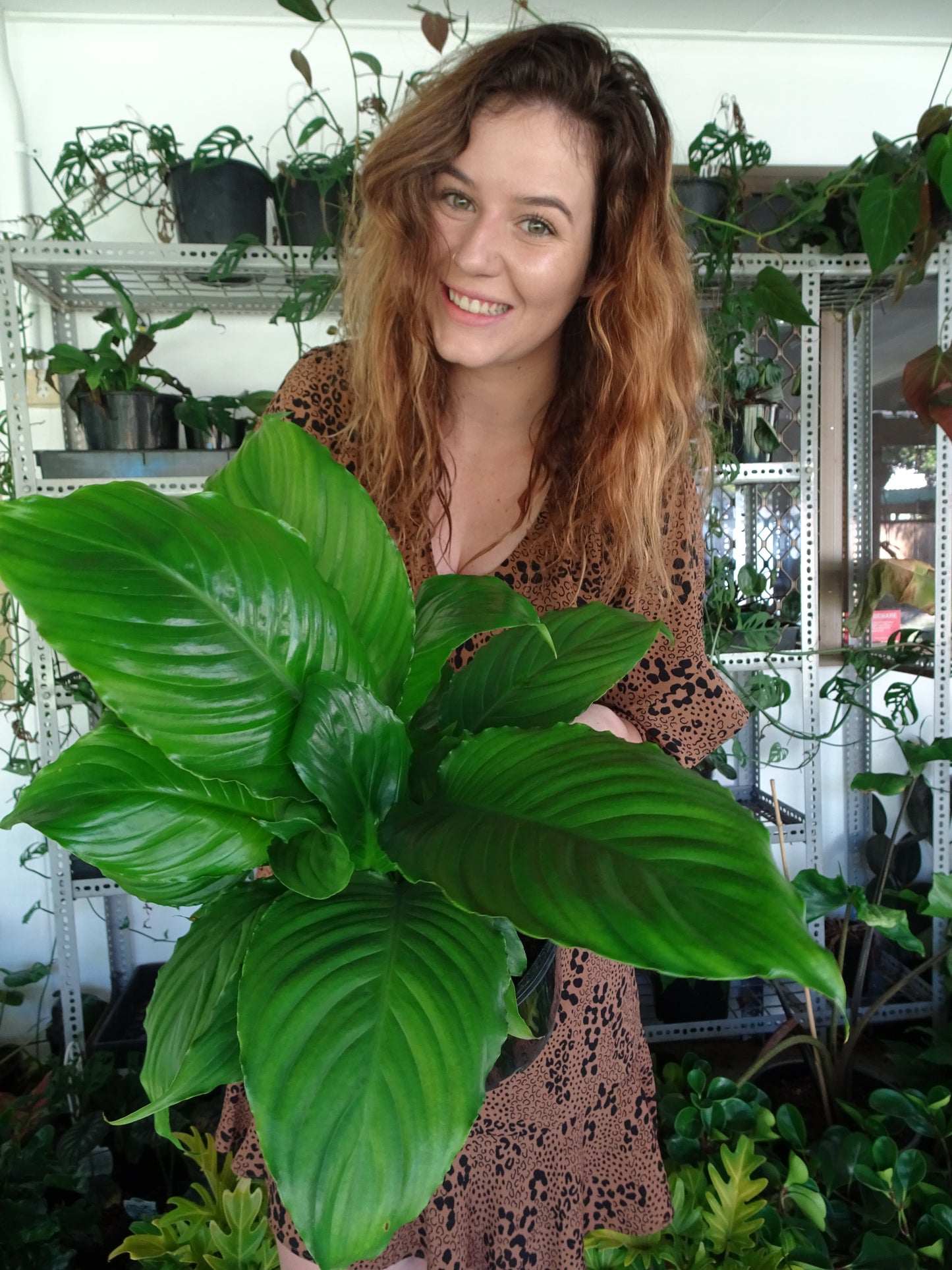 Spathphyllium Stephanie