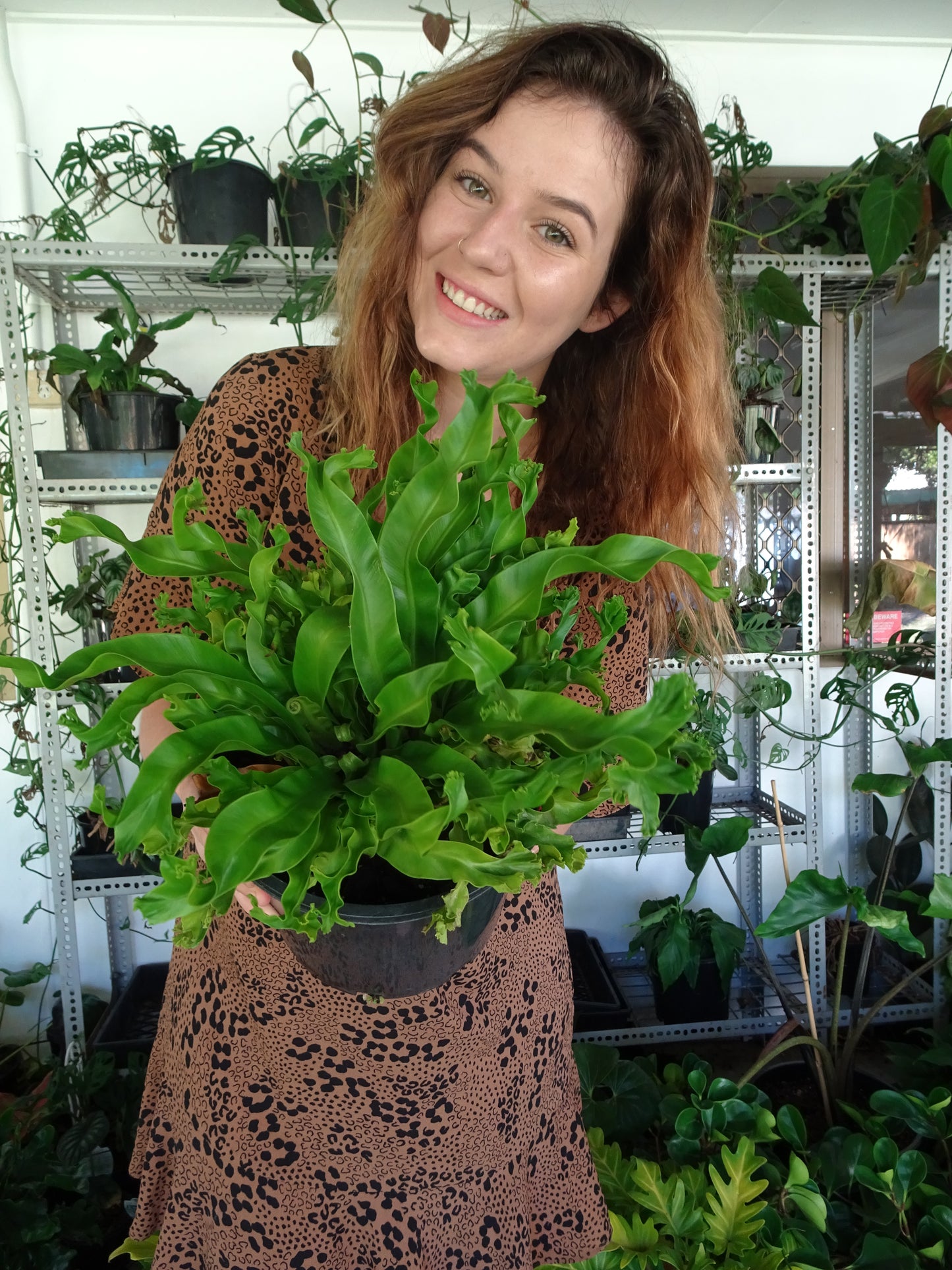 Japanese Crested Fern