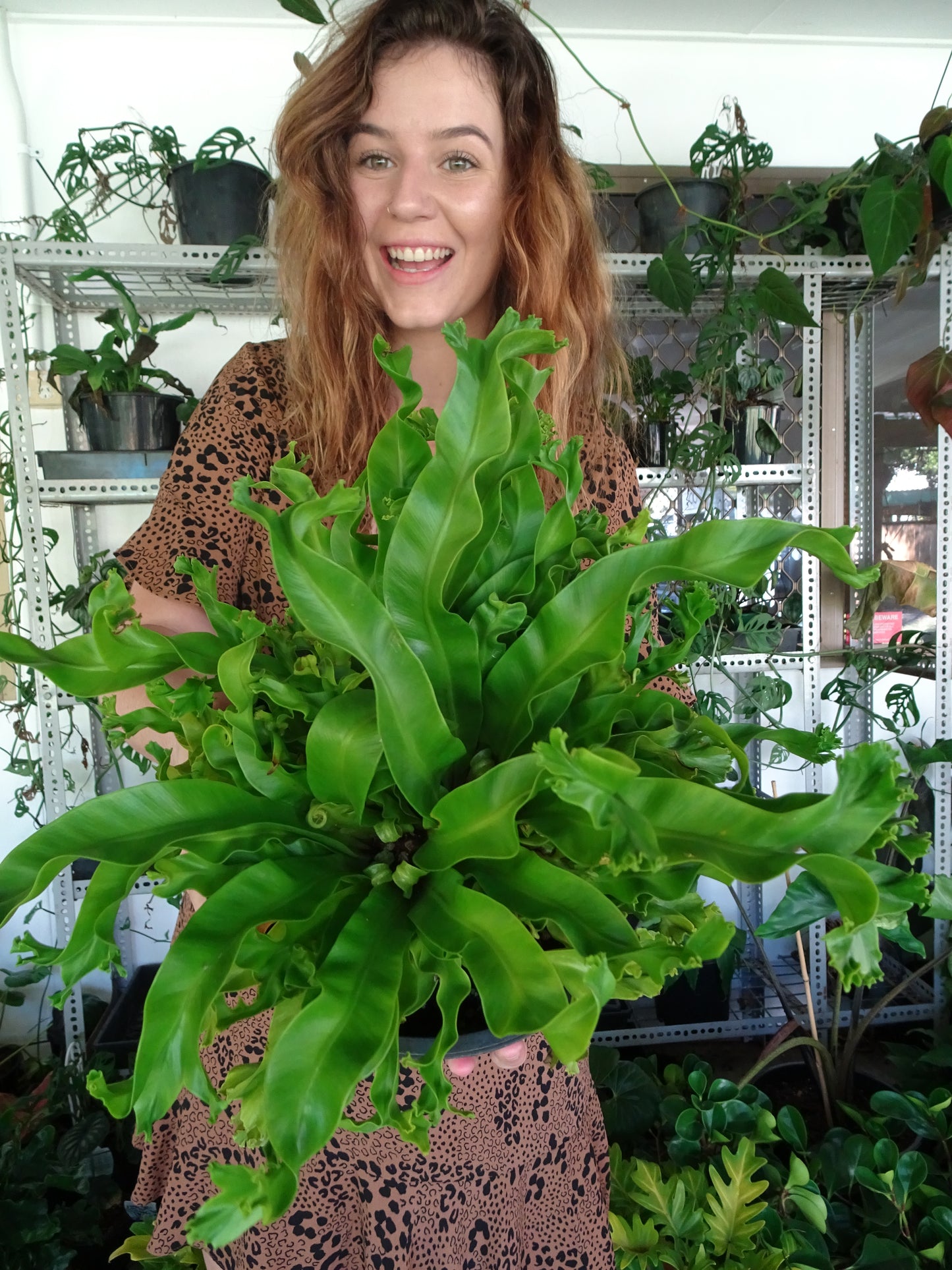 Japanese Crested Fern