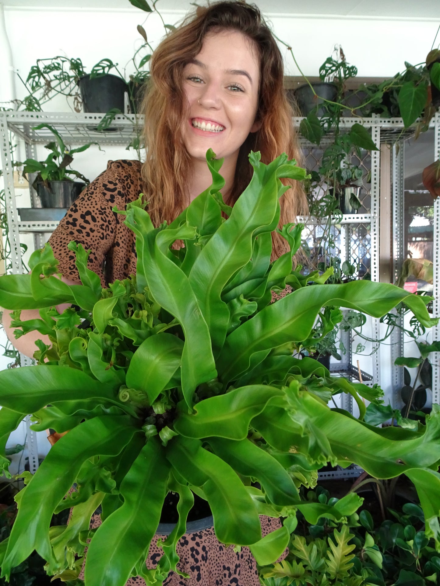 Japanese Crested Fern