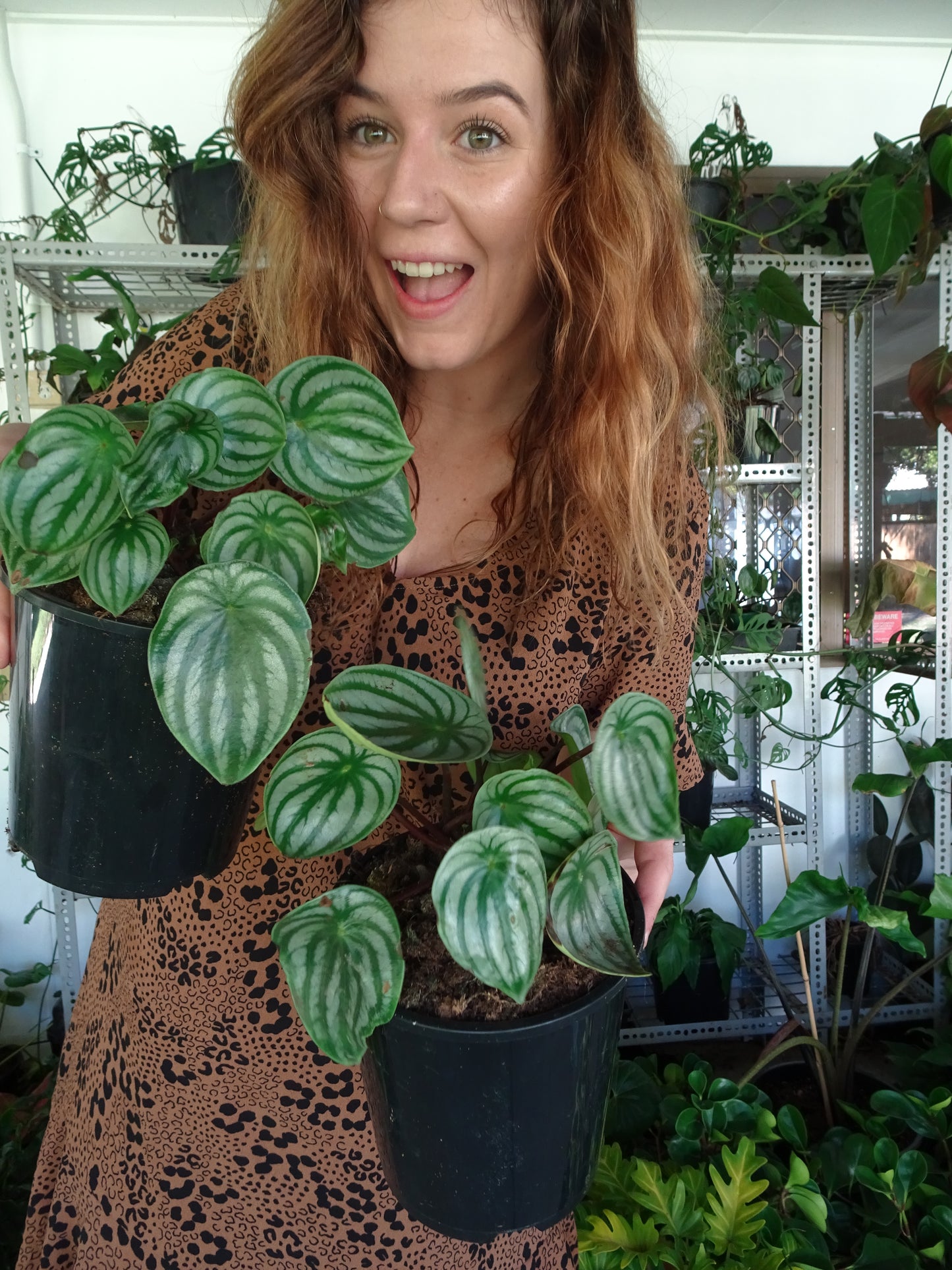 Watermelon Peperomia