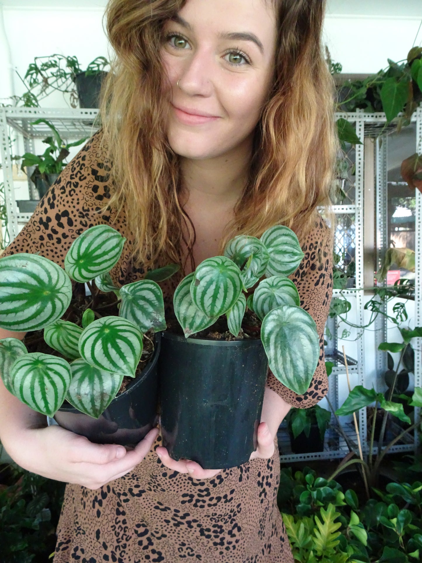 Watermelon Peperomia
