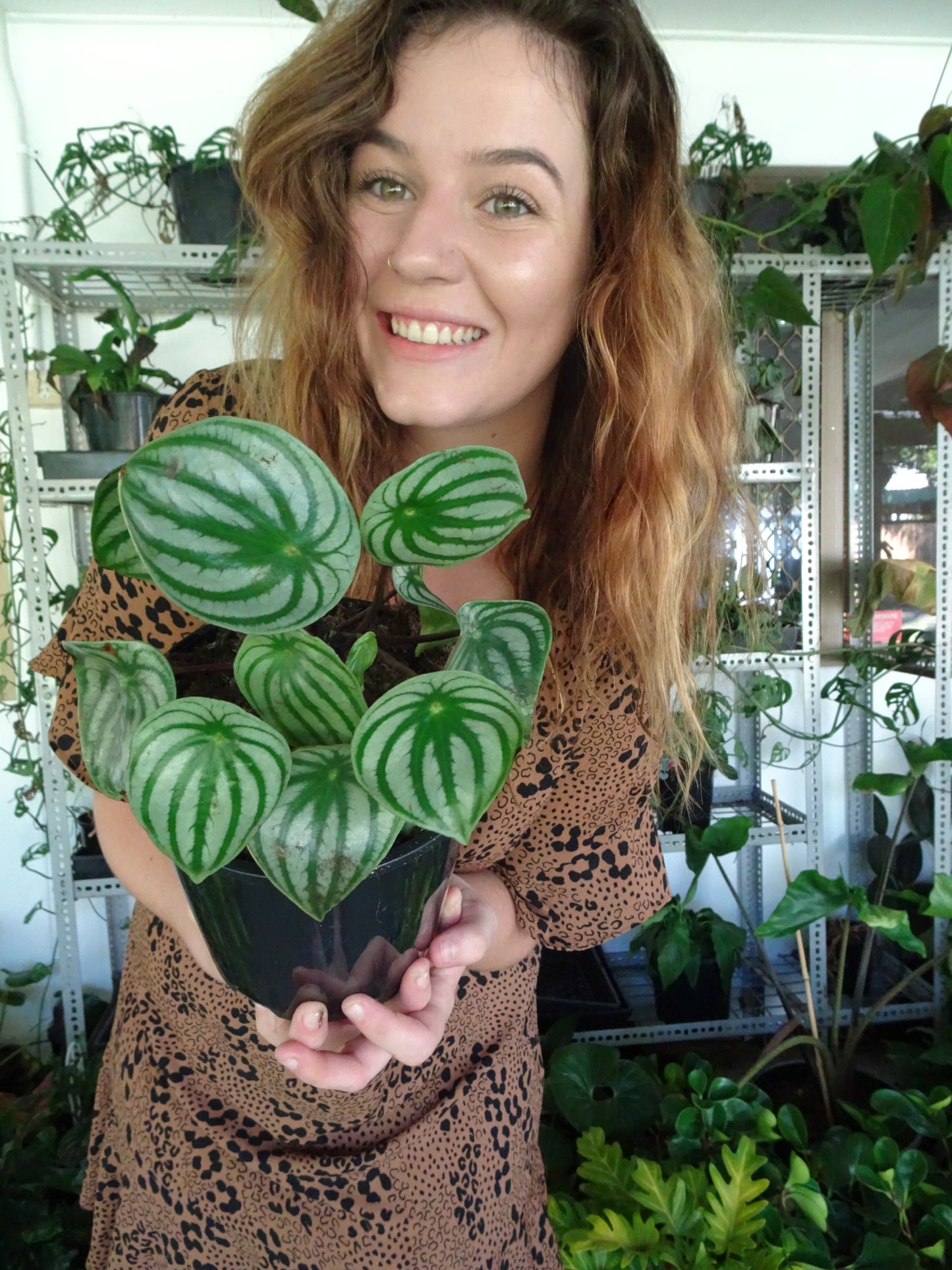 Watermelon Peperomia