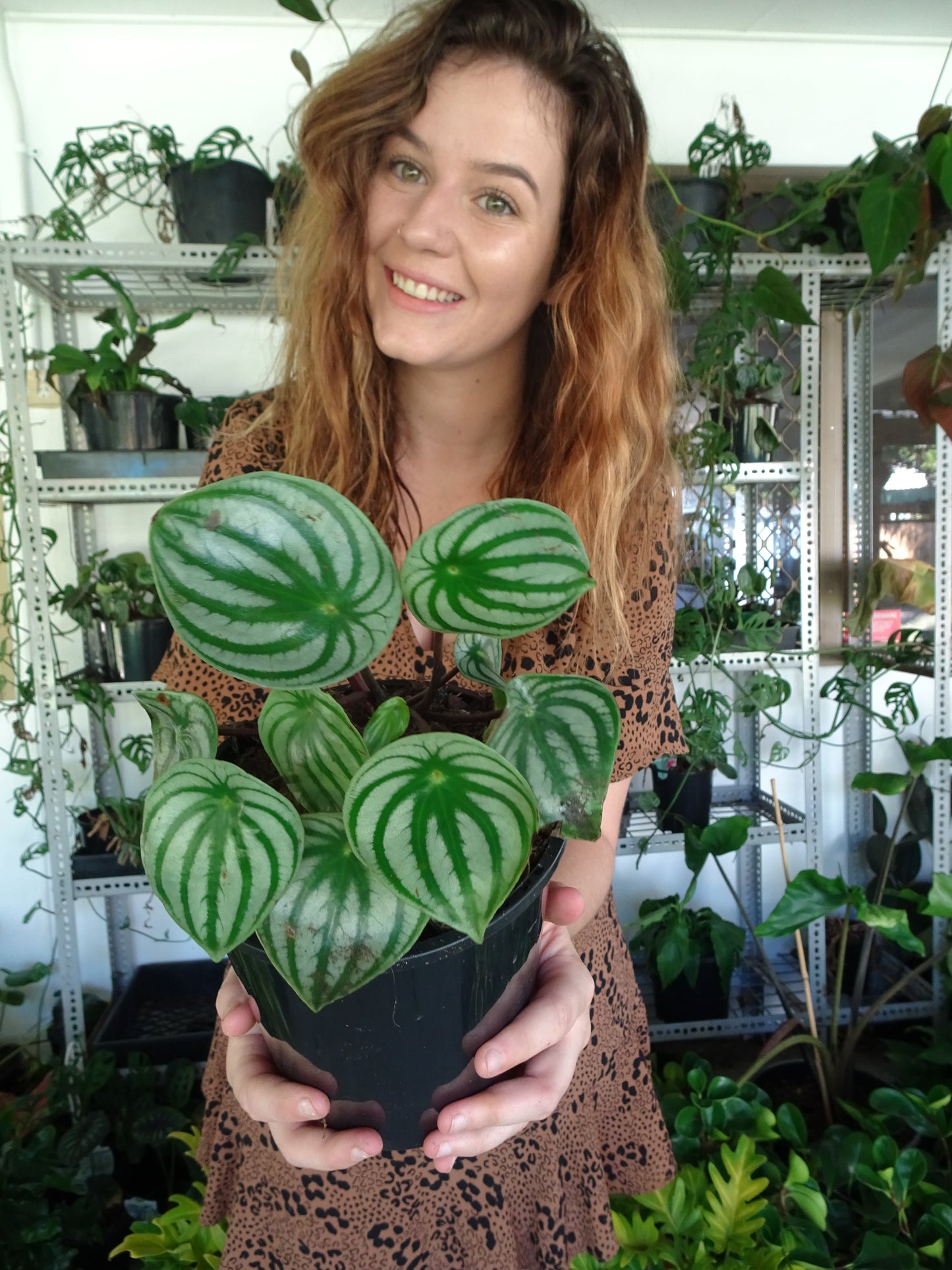 Watermelon Peperomia