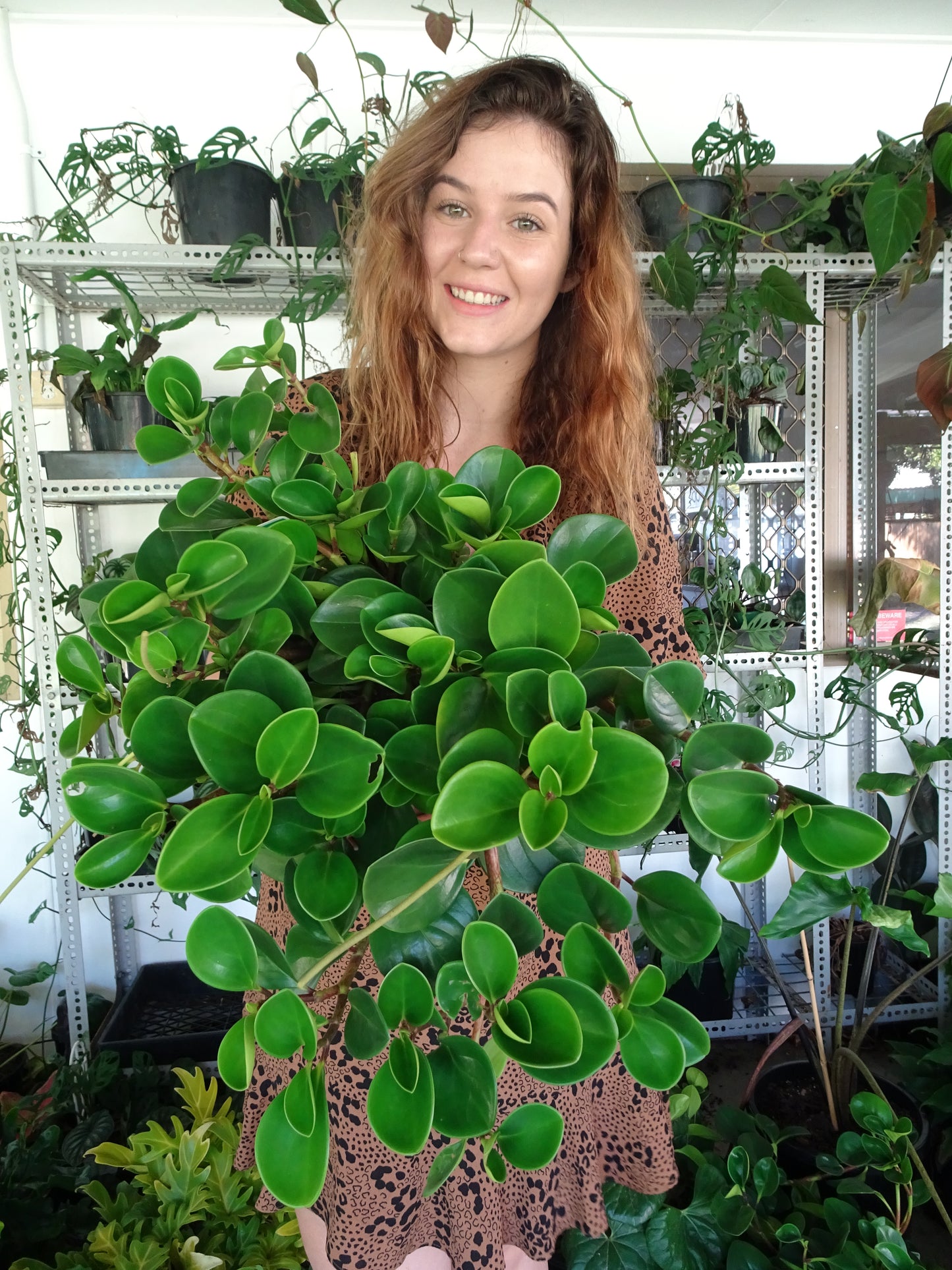 Peperomia Jade