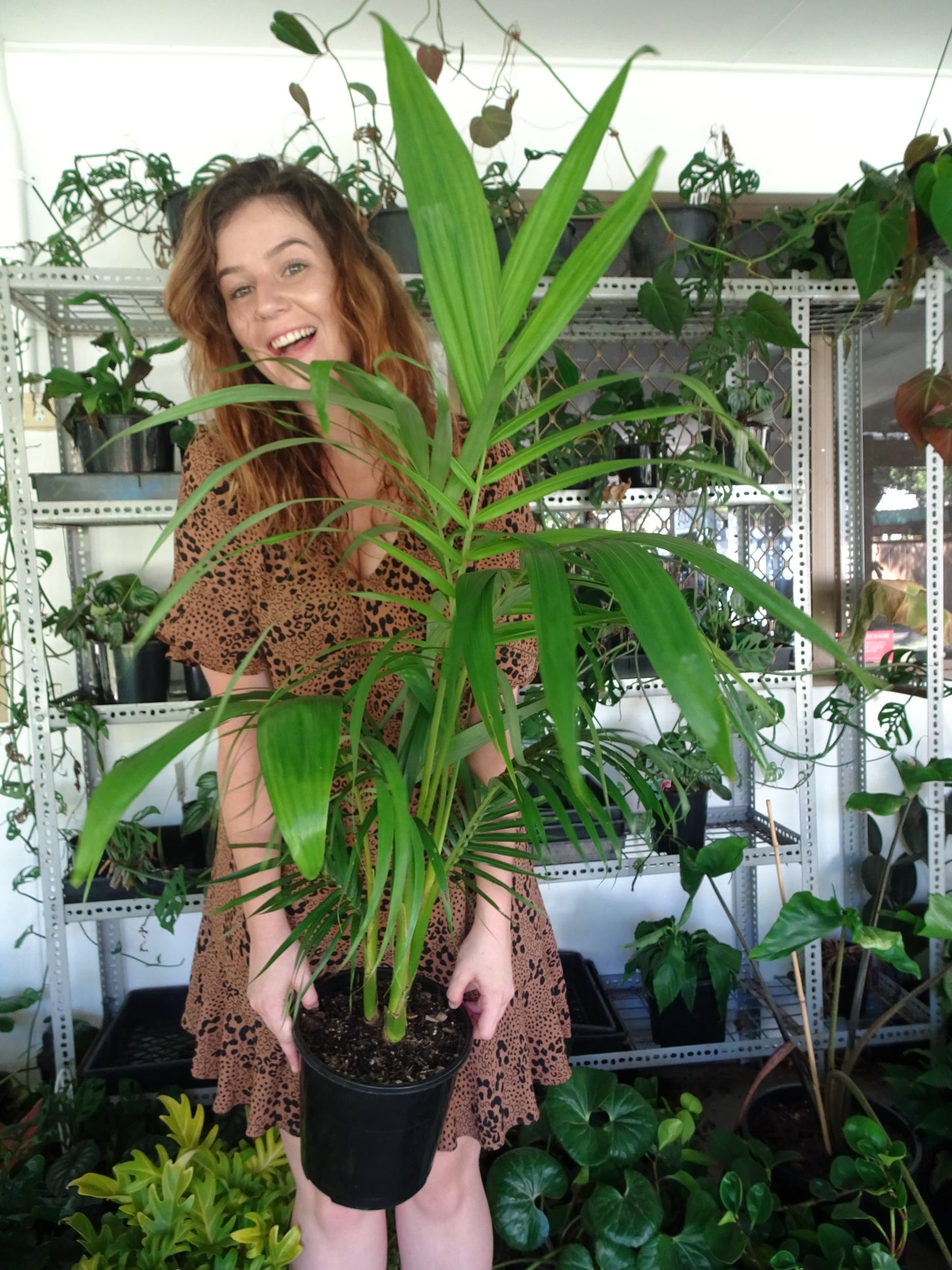 Alexandra Palm