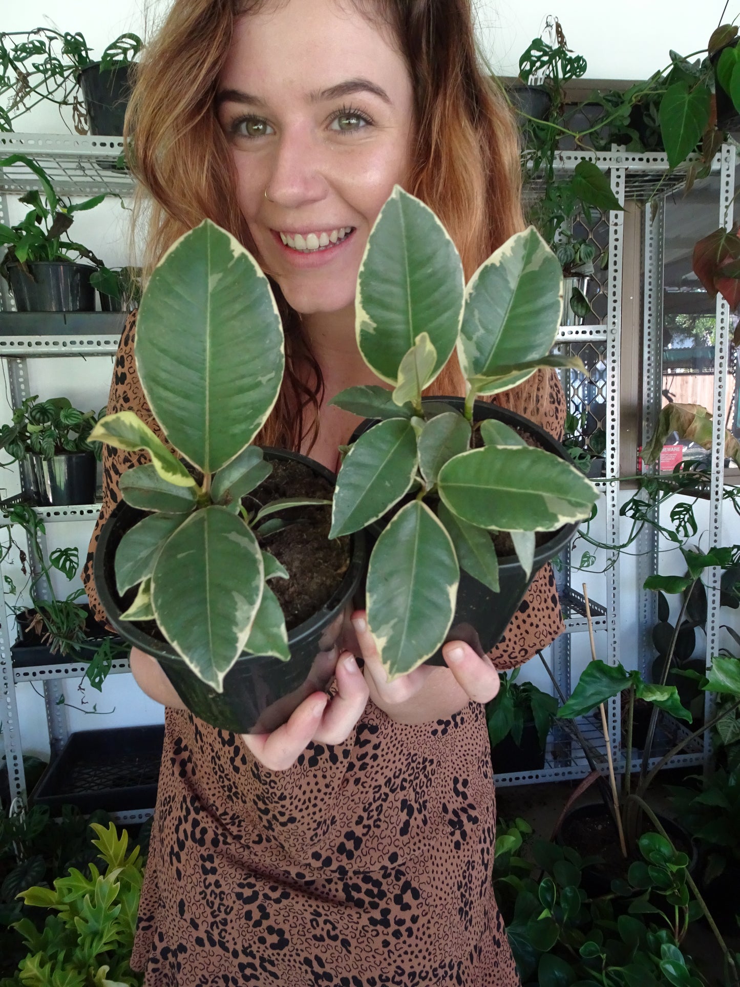 Ficus Tineke Mini