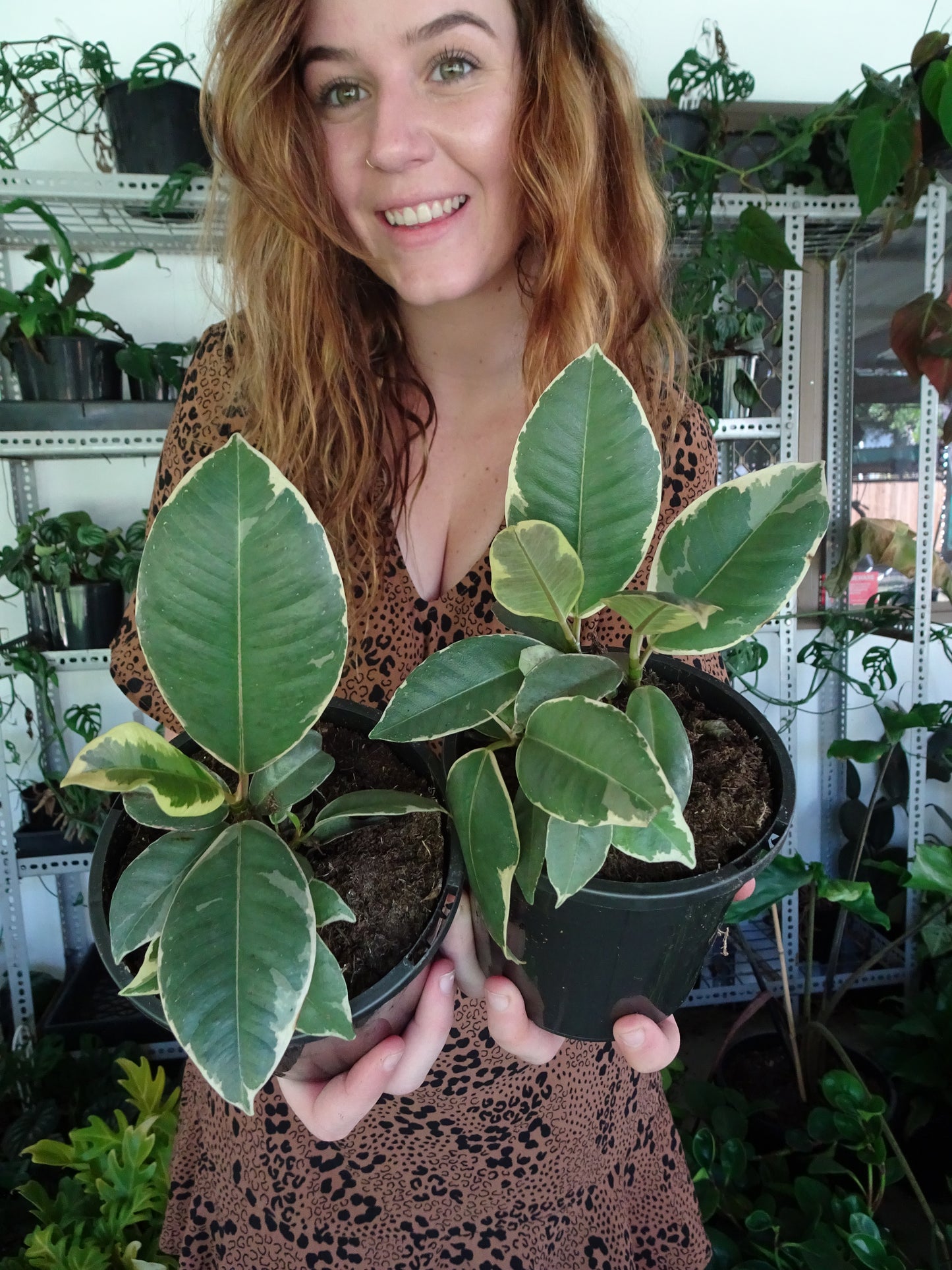 Ficus Tineke Mini