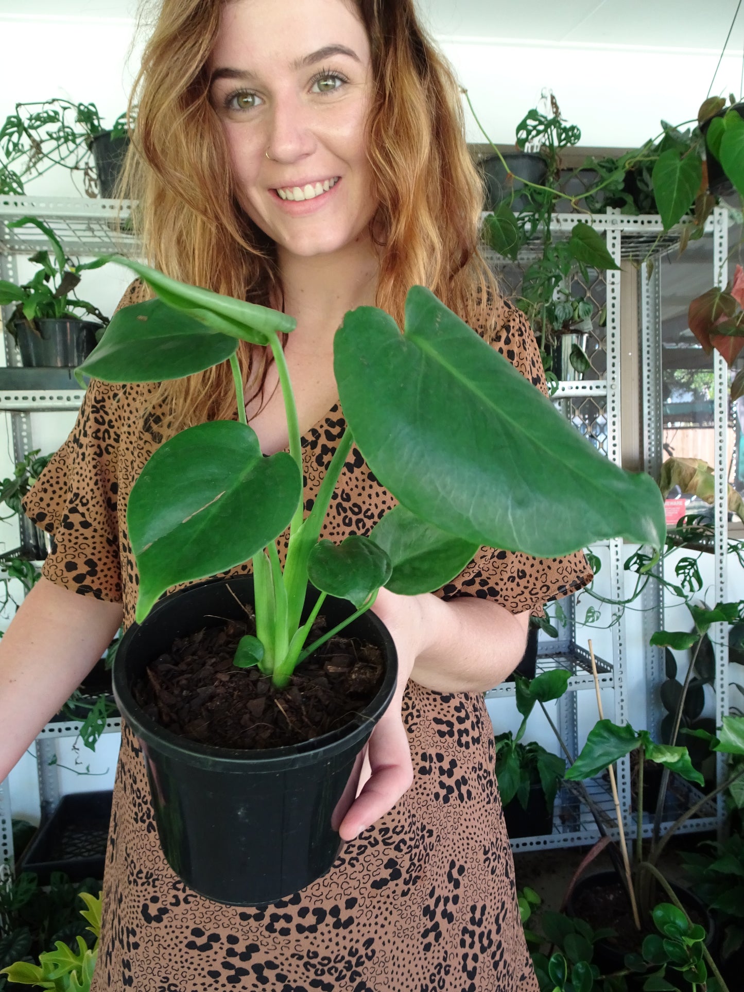 Monstera Deliciosa Mini