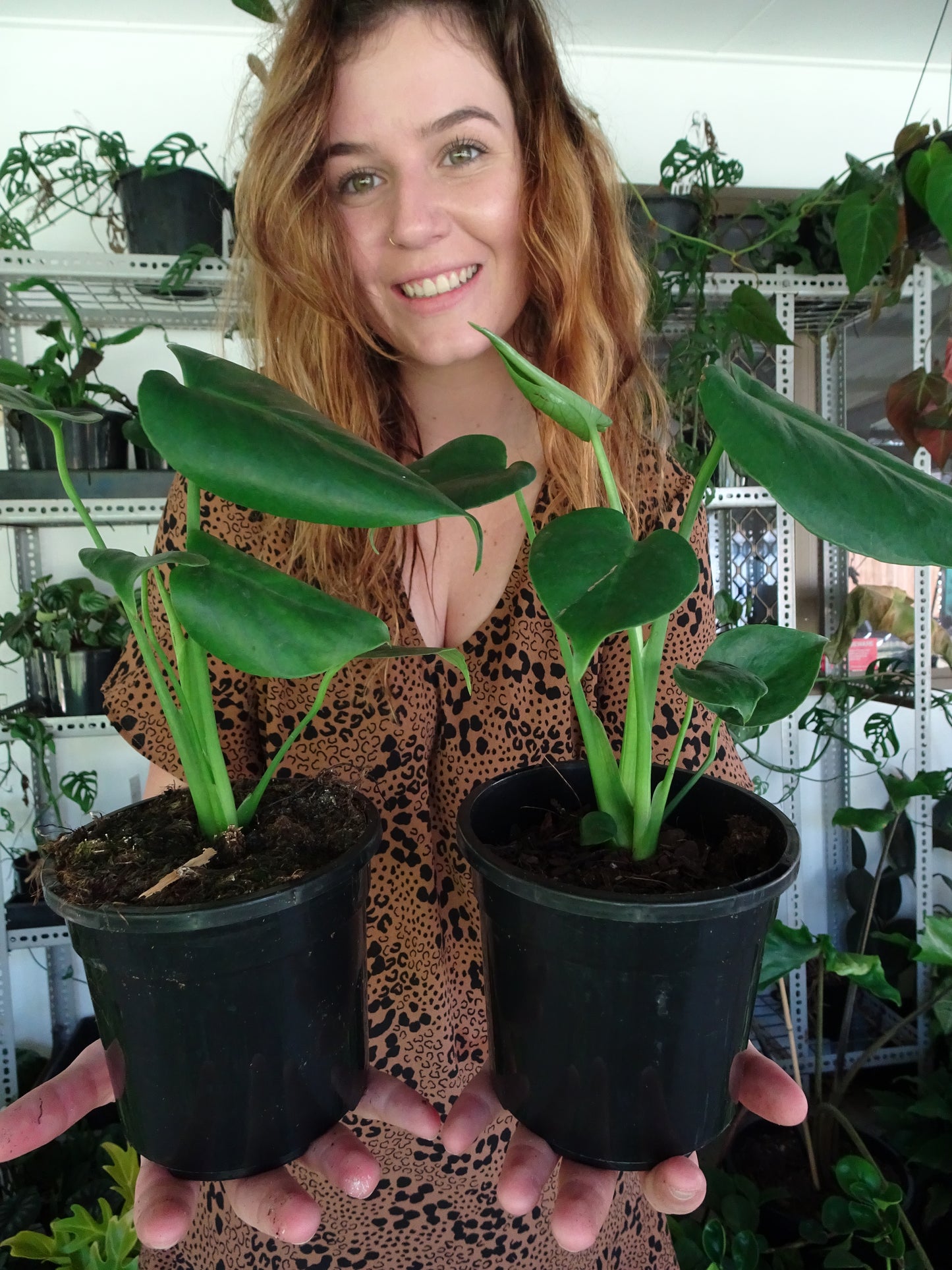 Monstera Deliciosa Mini