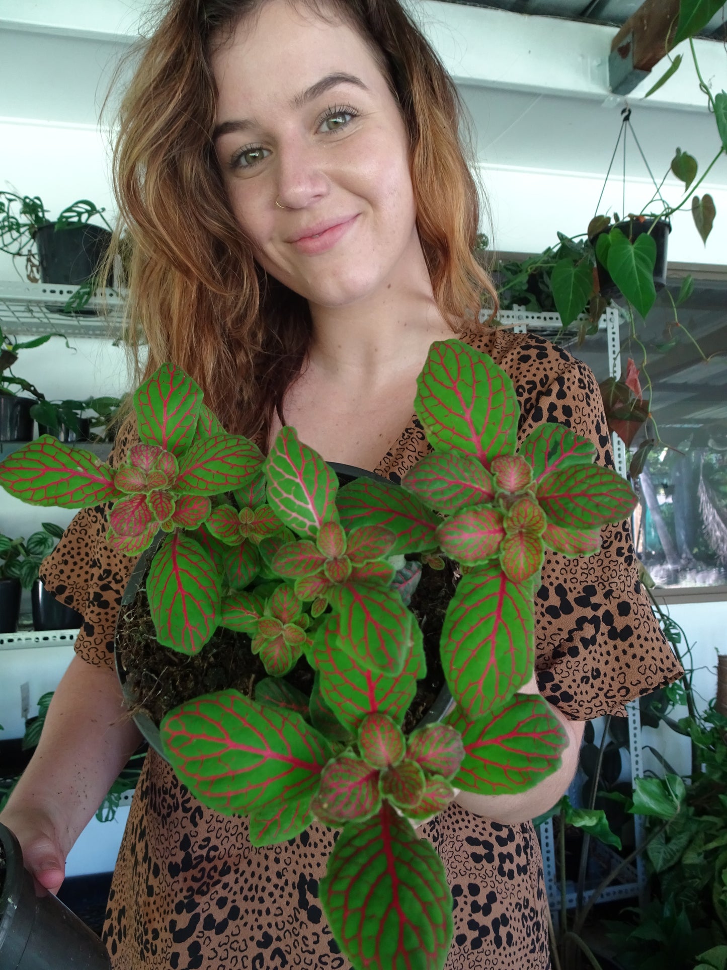 Fittonia Red Mini