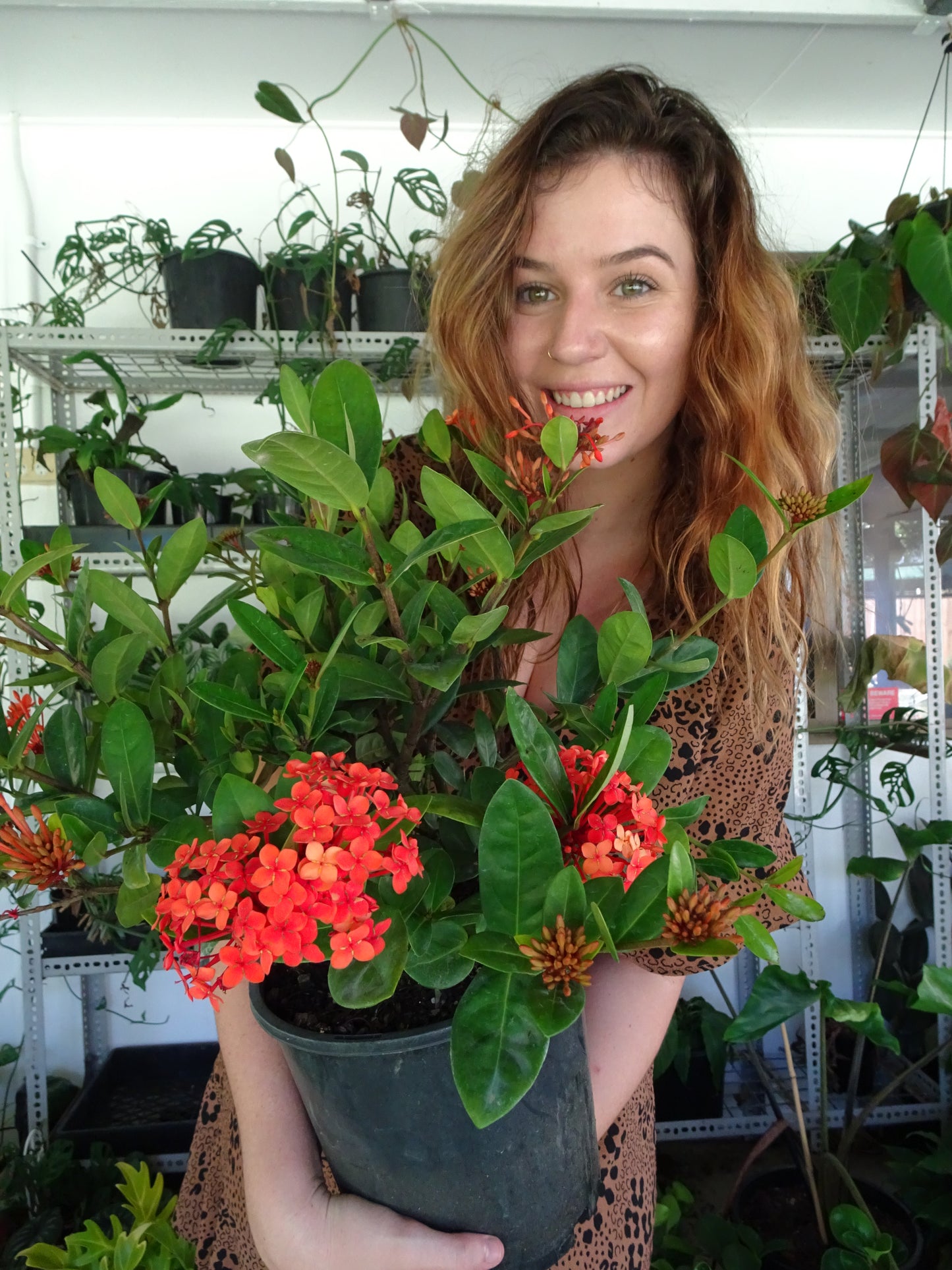 Ixora Prince of Orange