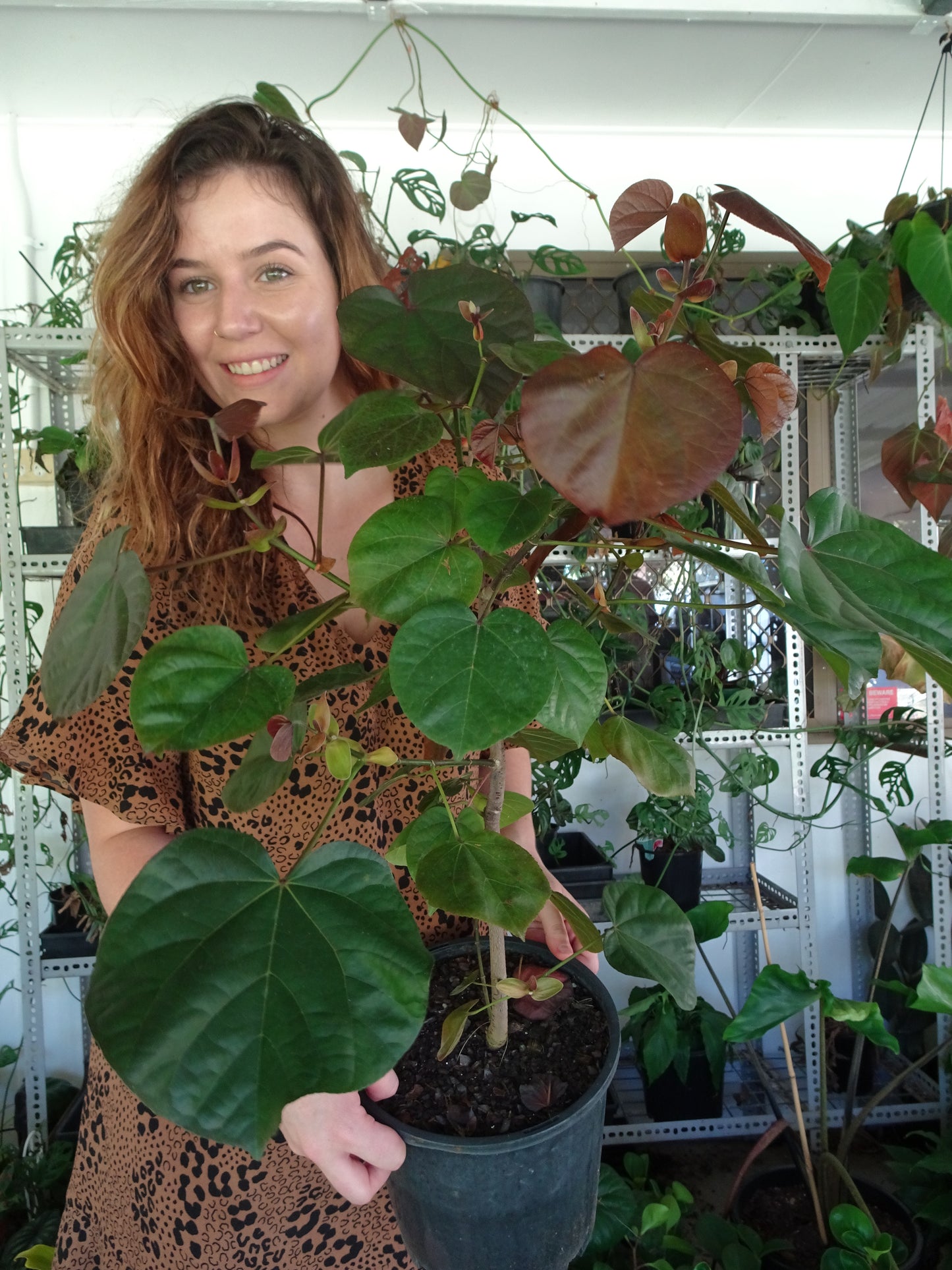 Hibiscus Tillaceus Rubra
