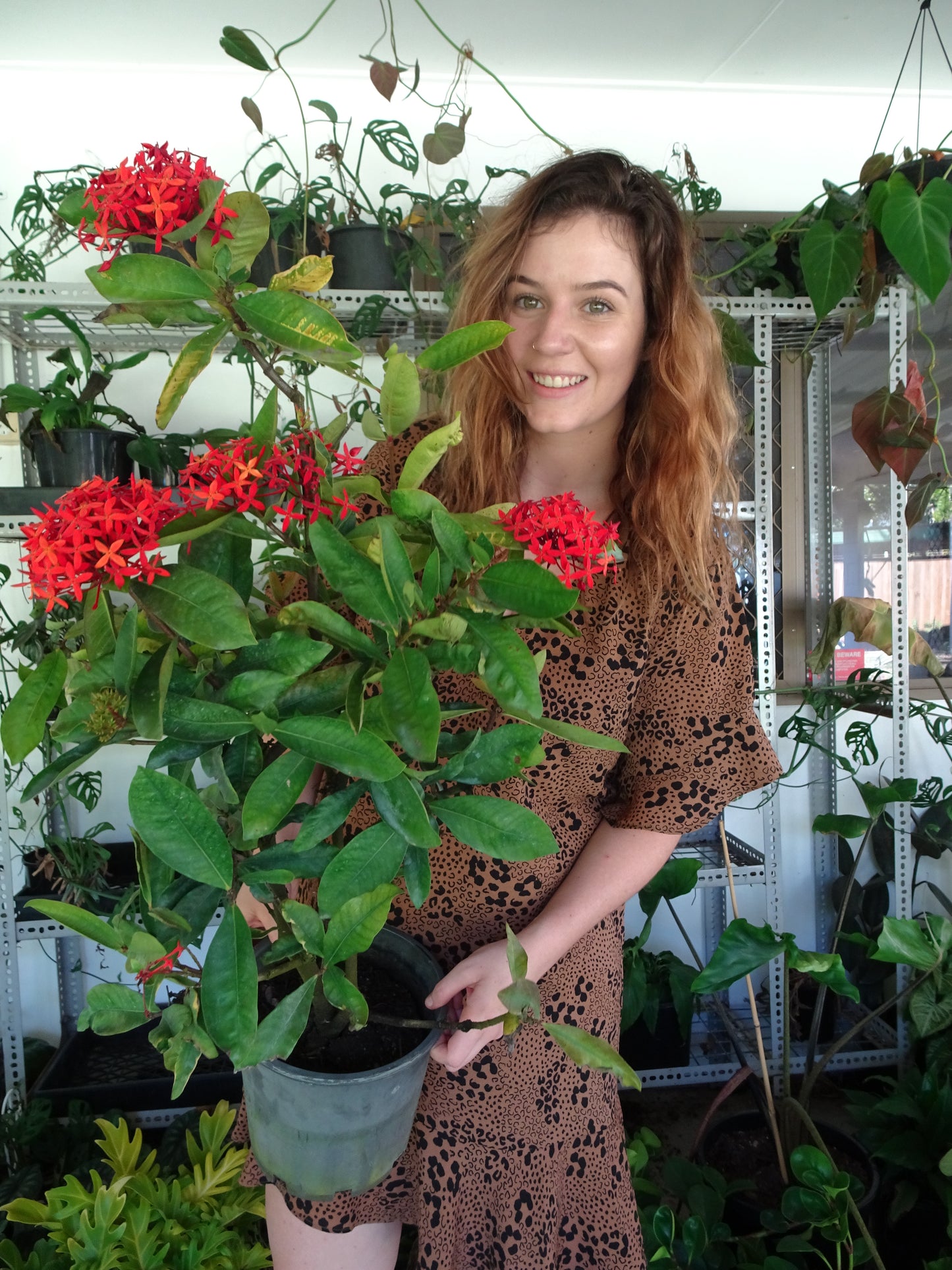 Ixora Super King