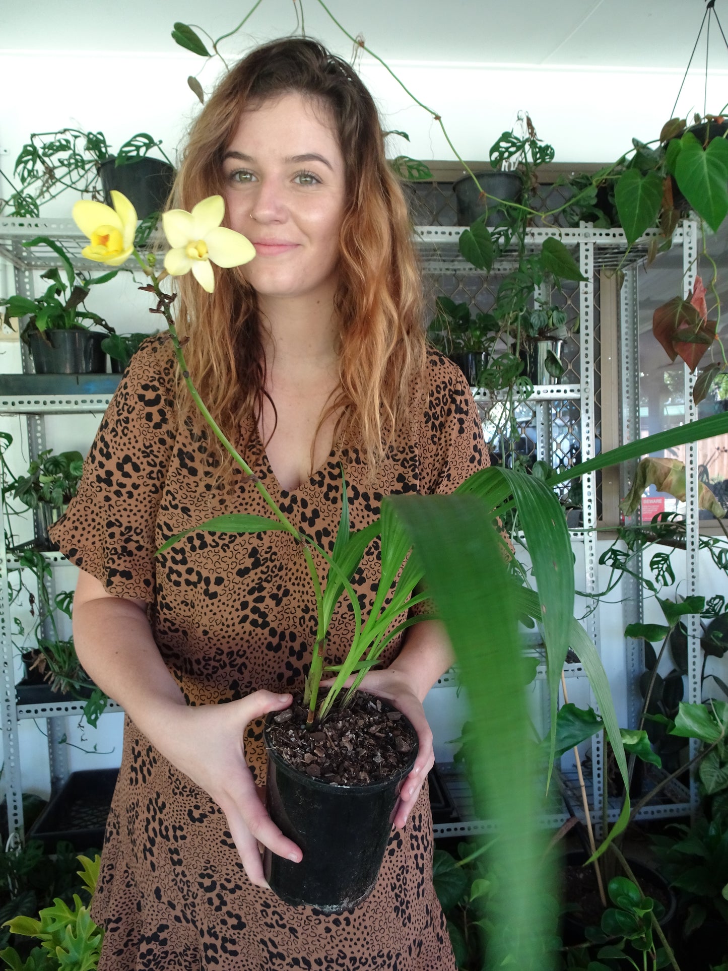 Spathloglottis Lemon Kisses