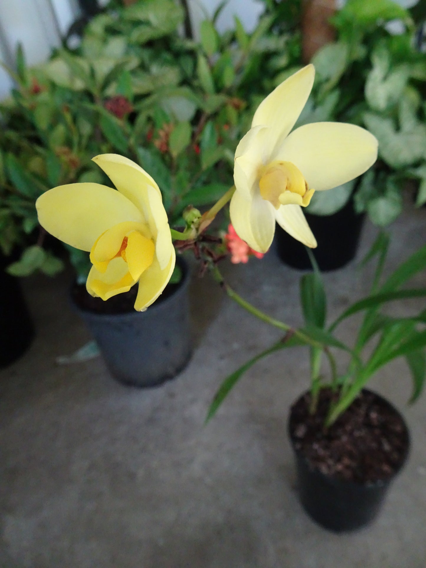 Spathloglottis Lemon Kisses