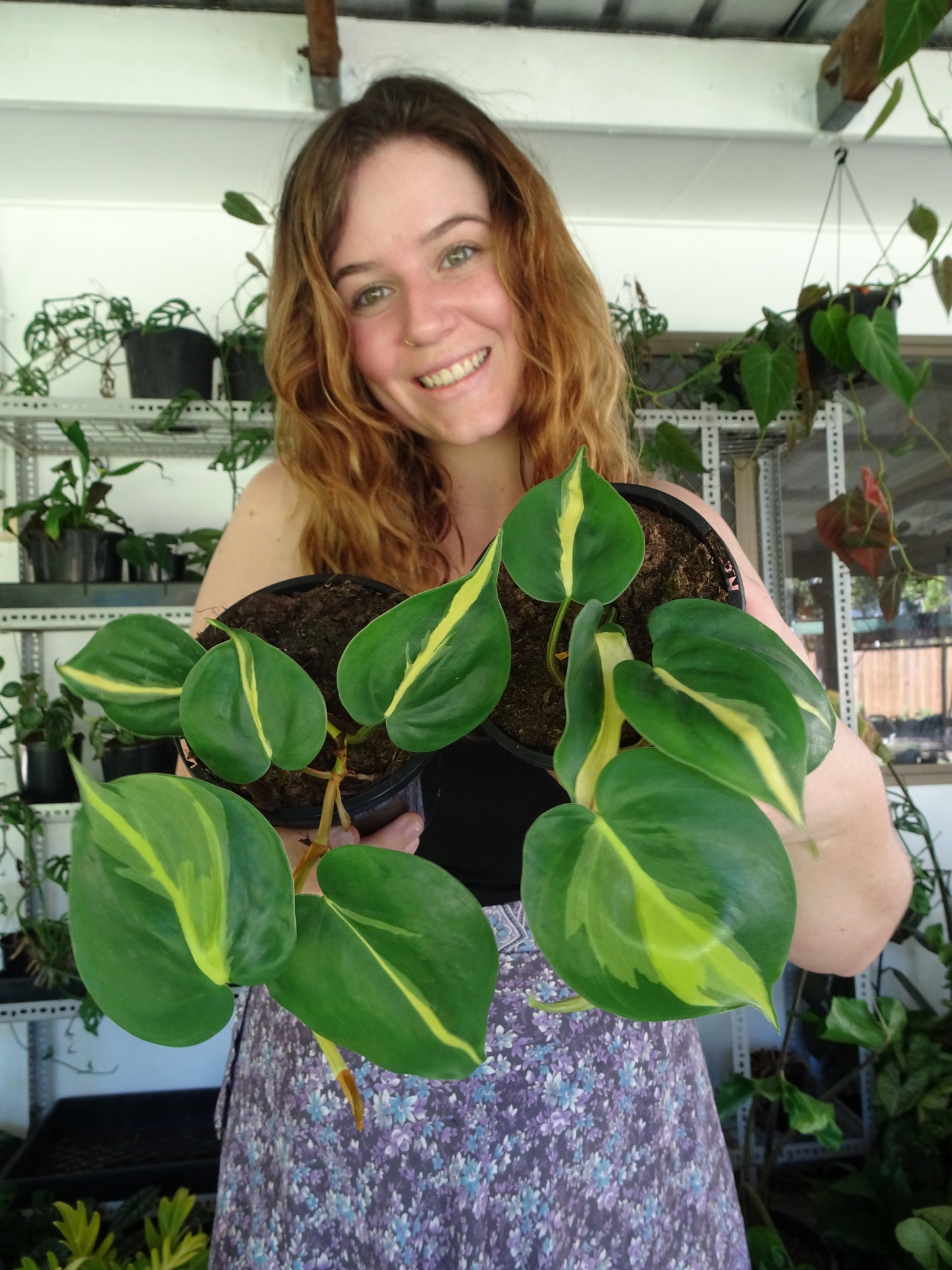Philodendron Brasil Mini