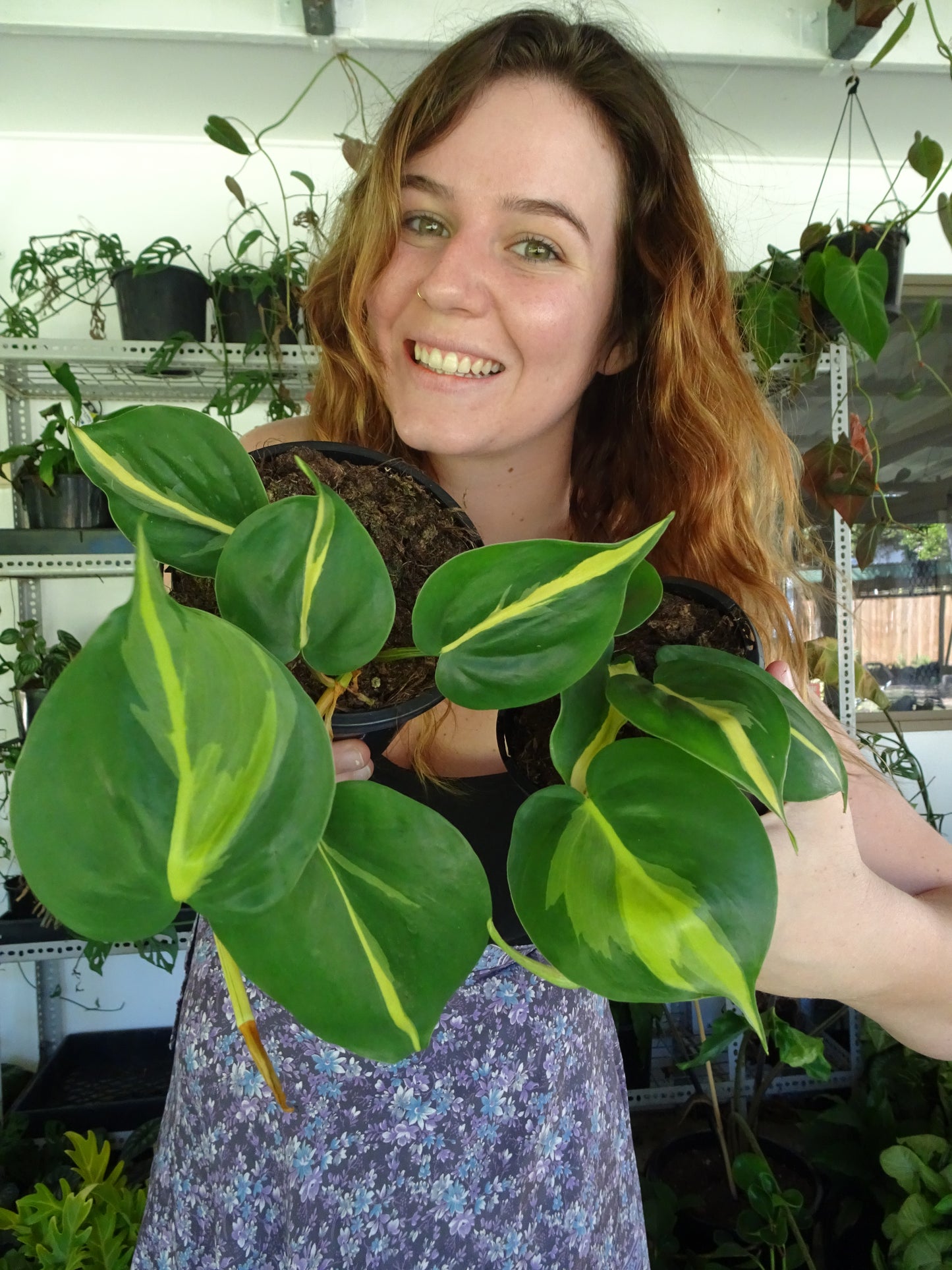 Philodendron Brasil Mini