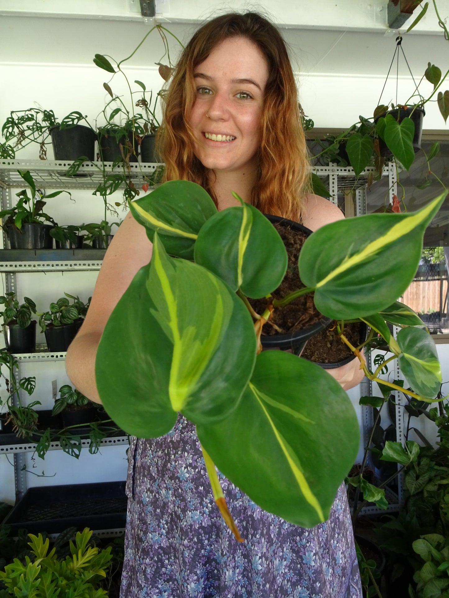 Philodendron Brasil Mini