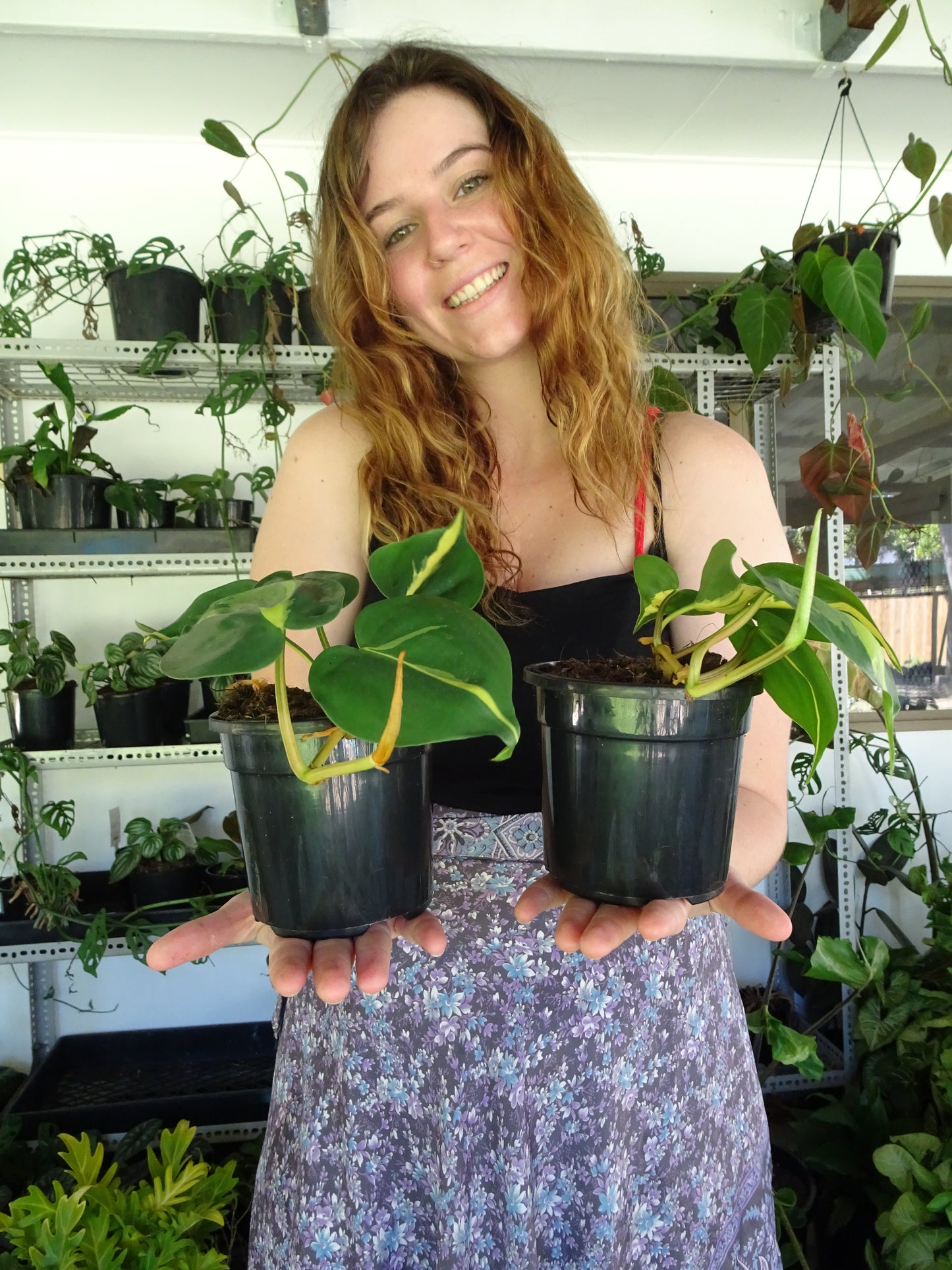 Philodendron Brasil Mini