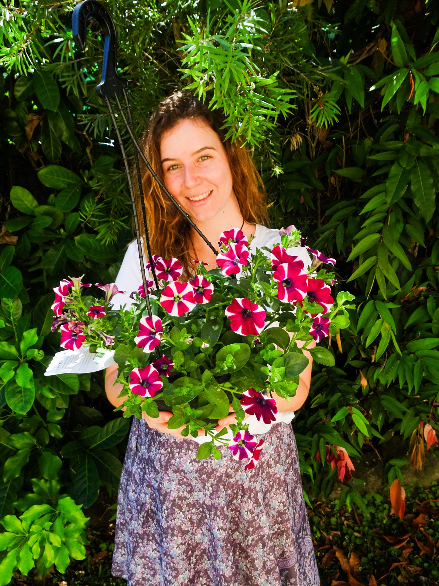 Petunia Hotlips Hanging Baskets