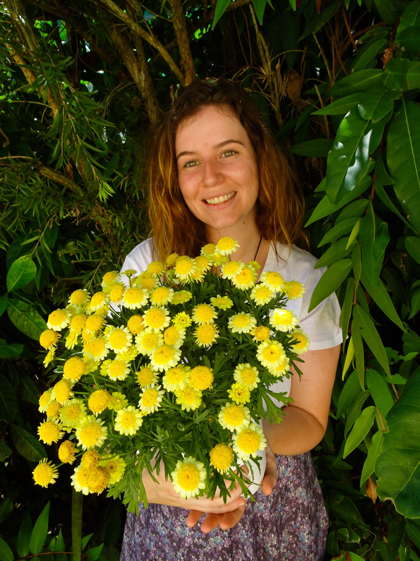 Paris Daisy Yellow