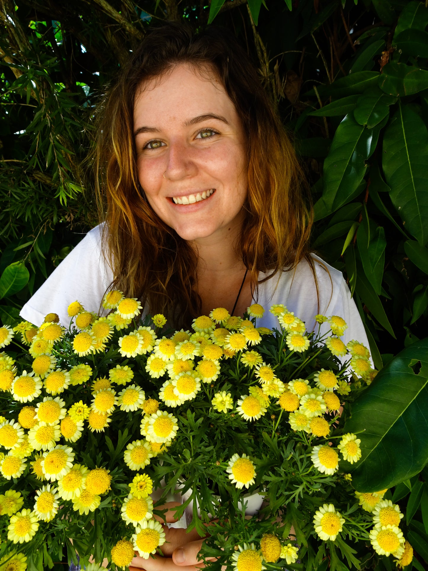 Paris Daisy Yellow