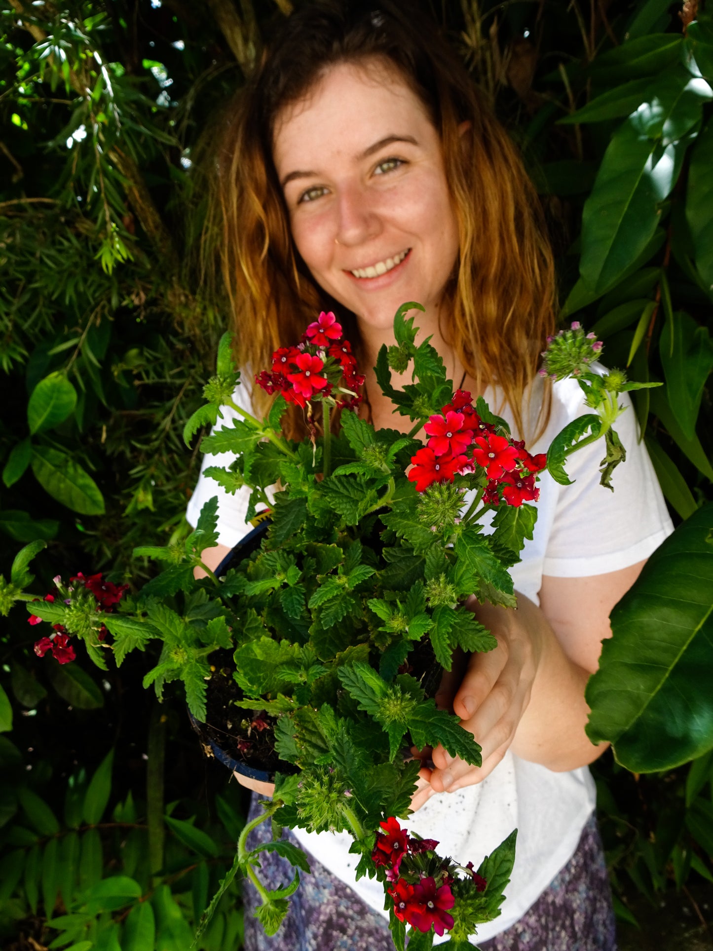 Verbena BePop- Red