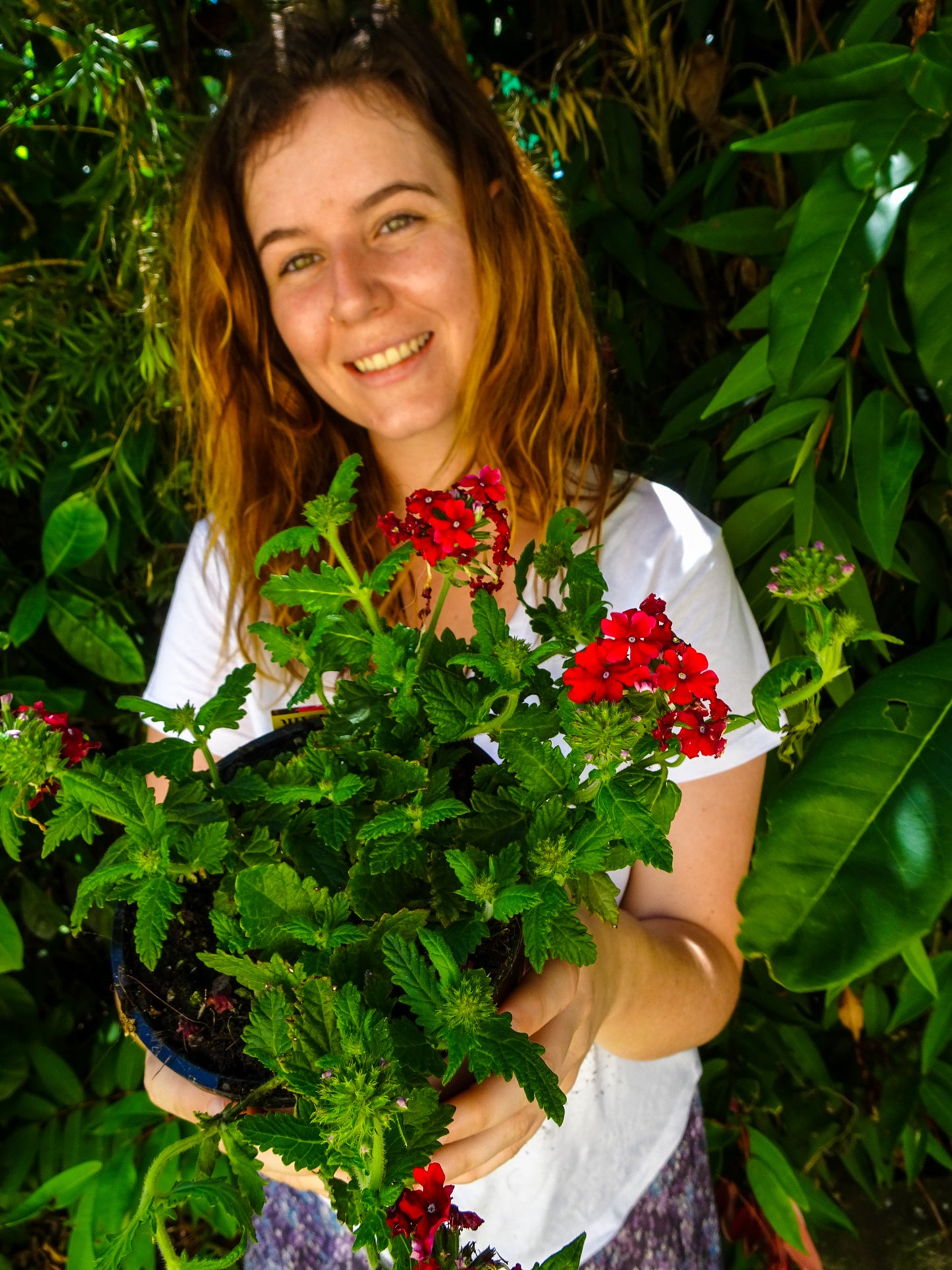 Verbena BePop- Red
