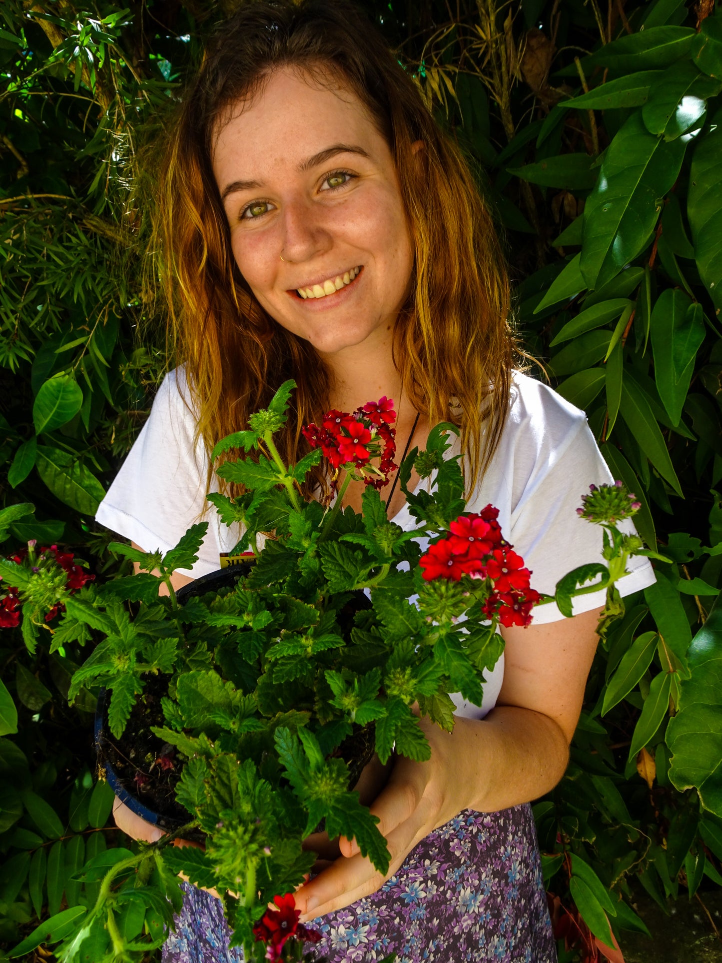 Verbena BePop- Red