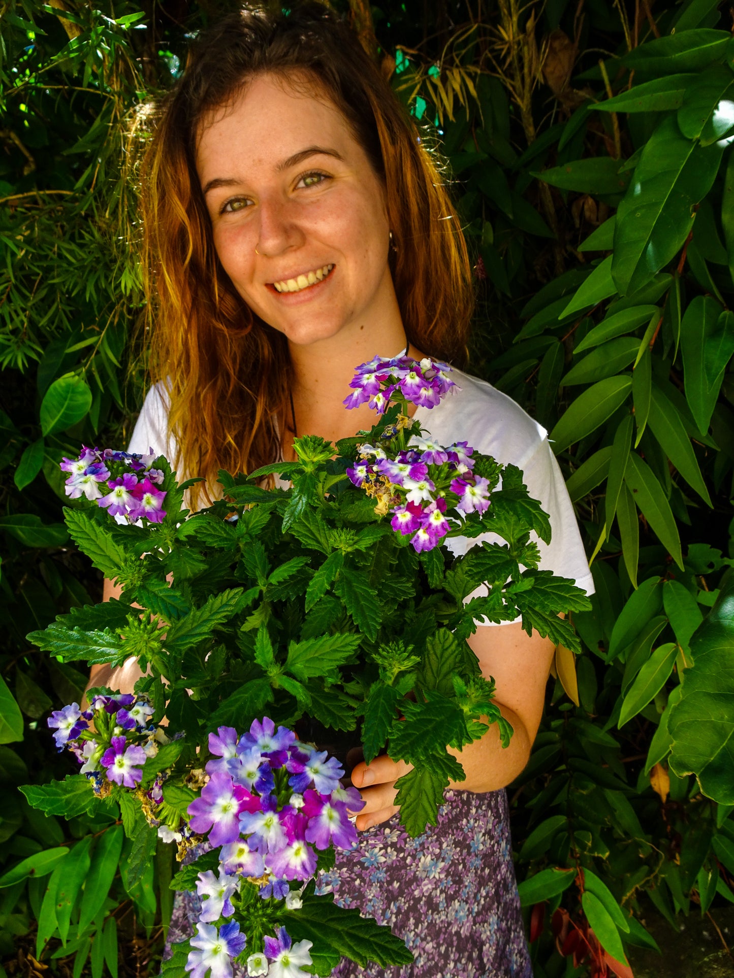 Verbena BePop -Purple