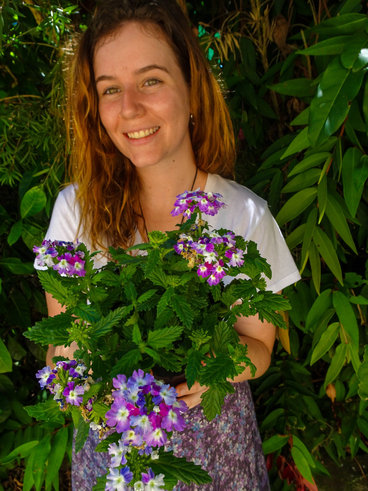 Verbena BePop -Purple