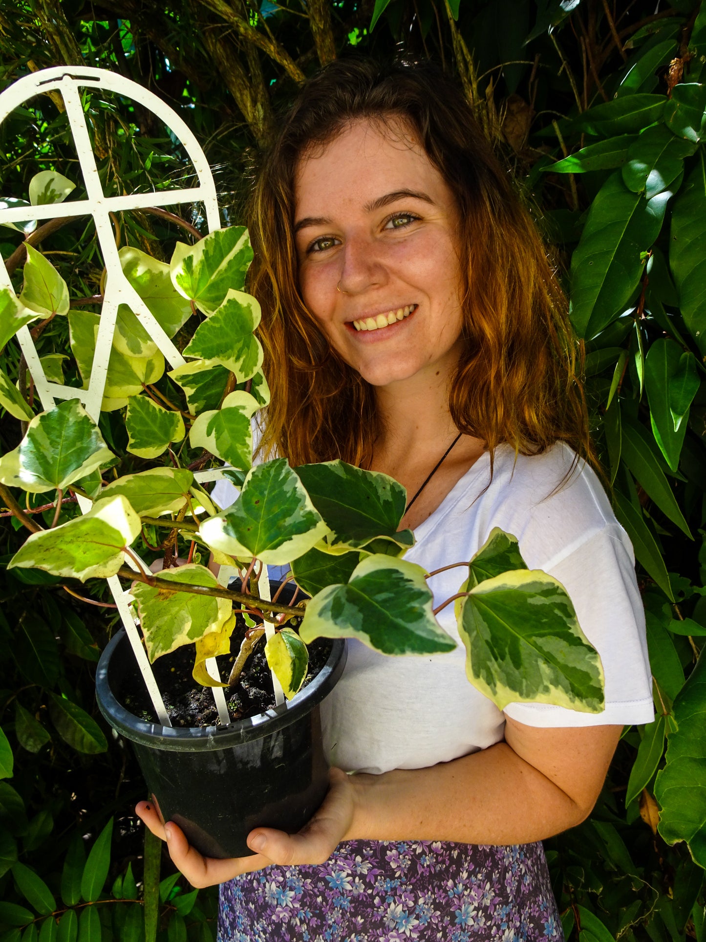 Hedera Ivy Vareigated