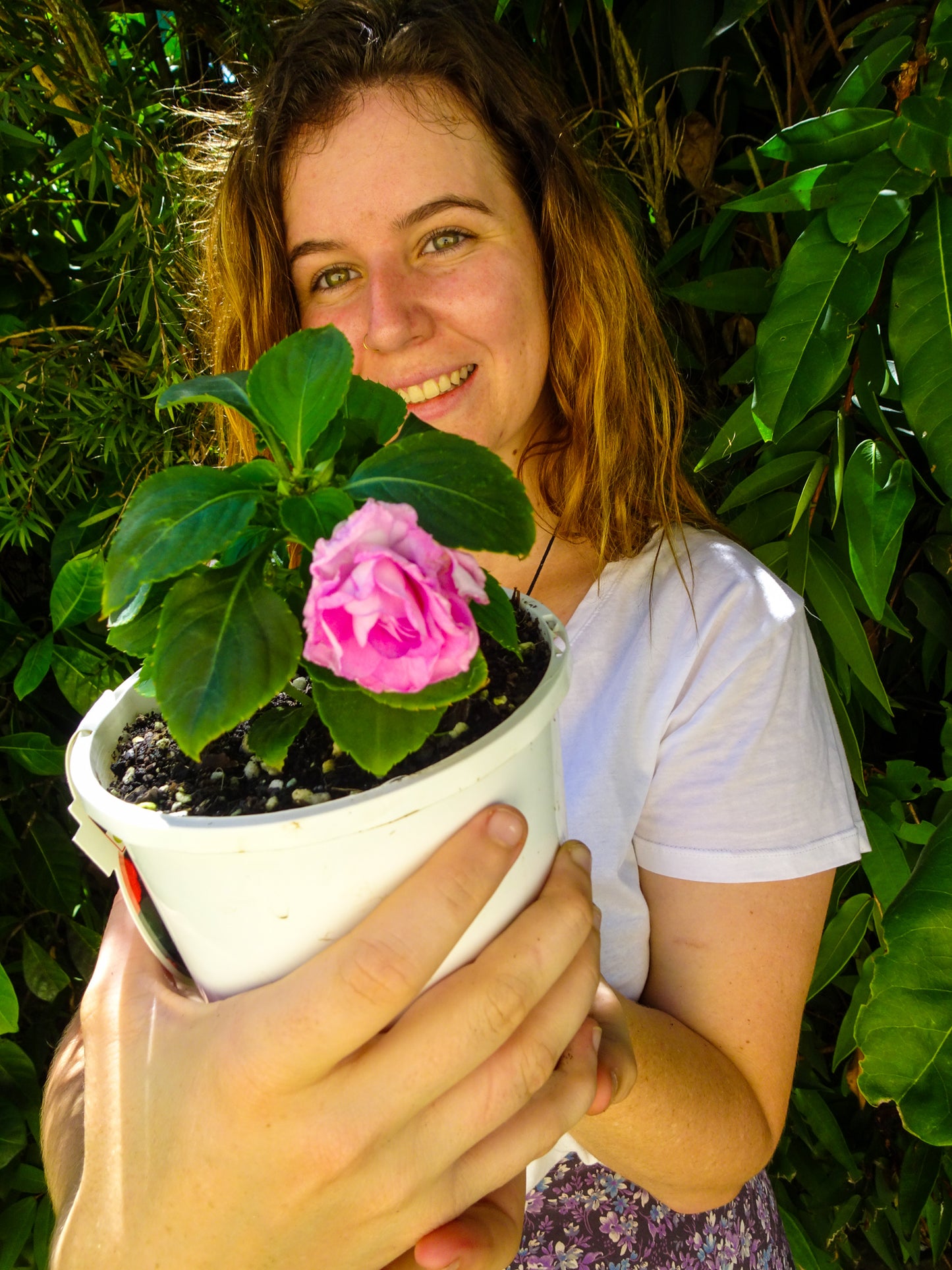 Impatiens Double Bonita