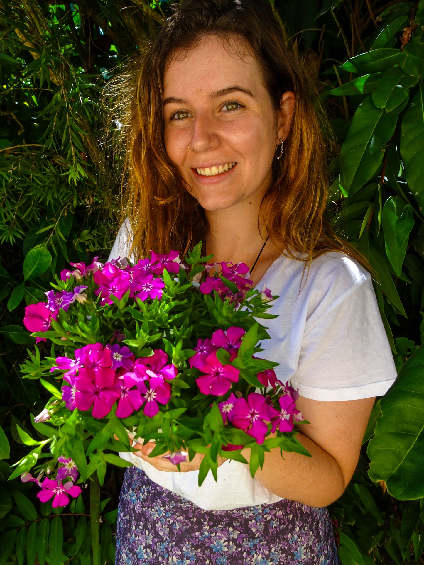 Phlox Gisele Pink