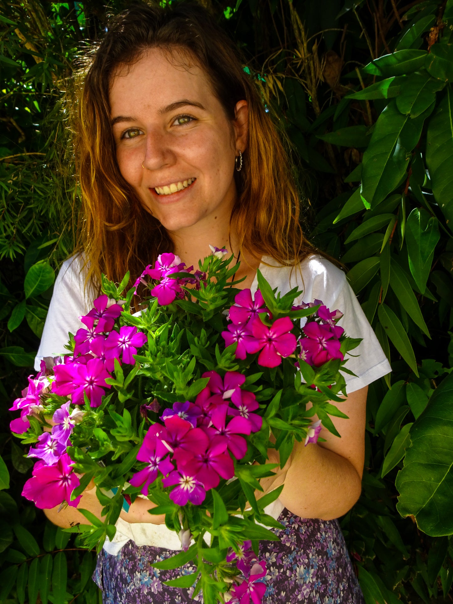 Phlox Gisele Pink