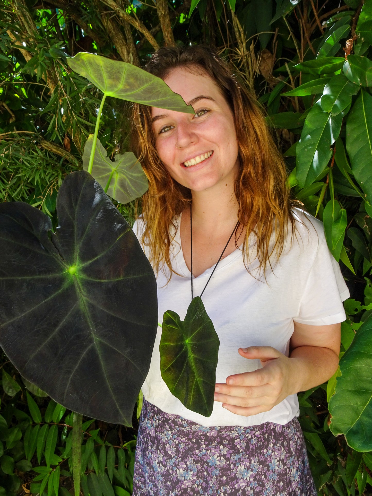 Colocasia Dark Shadows