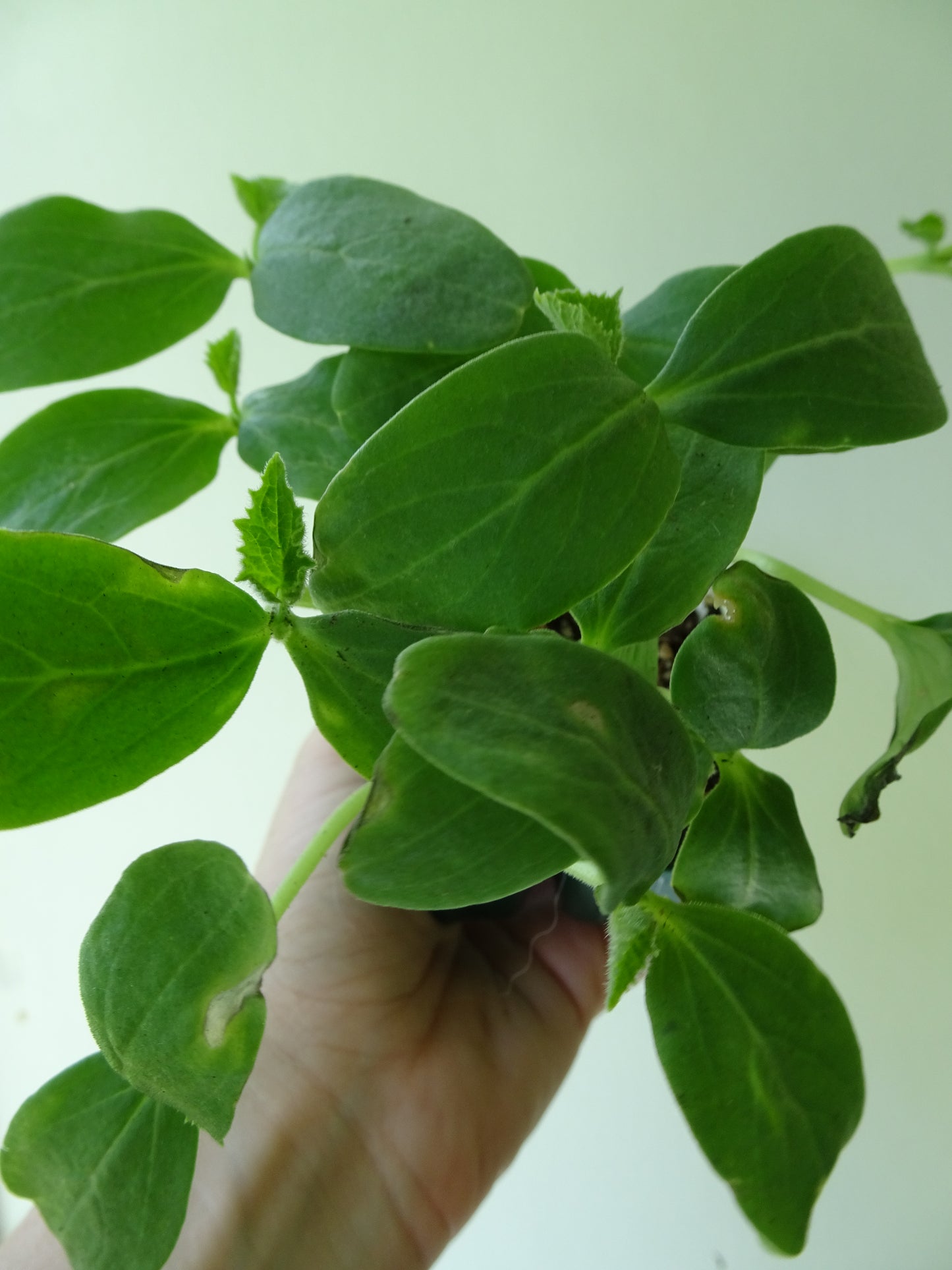 Cucumber Burpless Punnet (4)