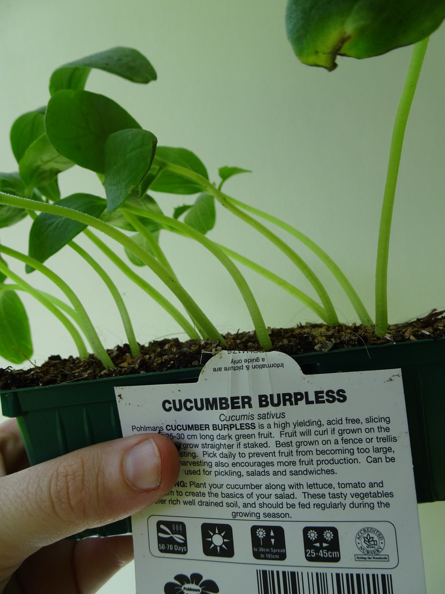 Cucumber Burpless Punnet (4)