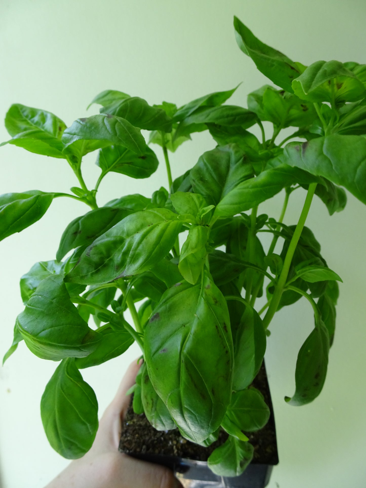 Basil Pot