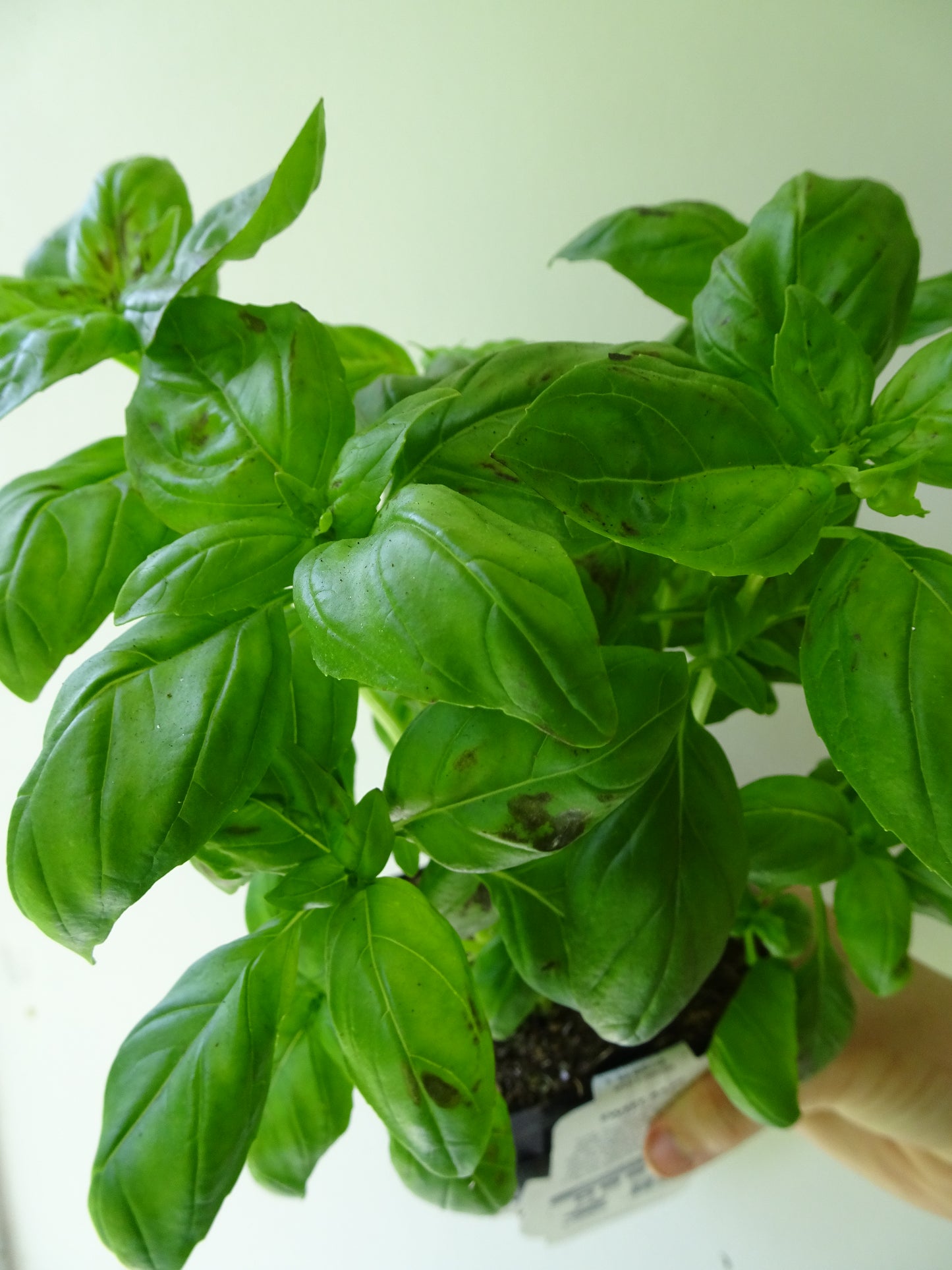 Basil Pot